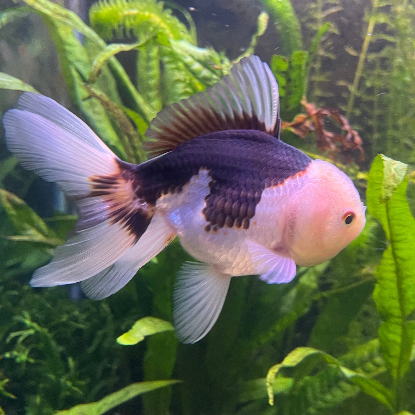 the-fish-farm Goldfish 9cm Oranda - Panda one only -1 Panda Oranda - The Fish Farm Australia