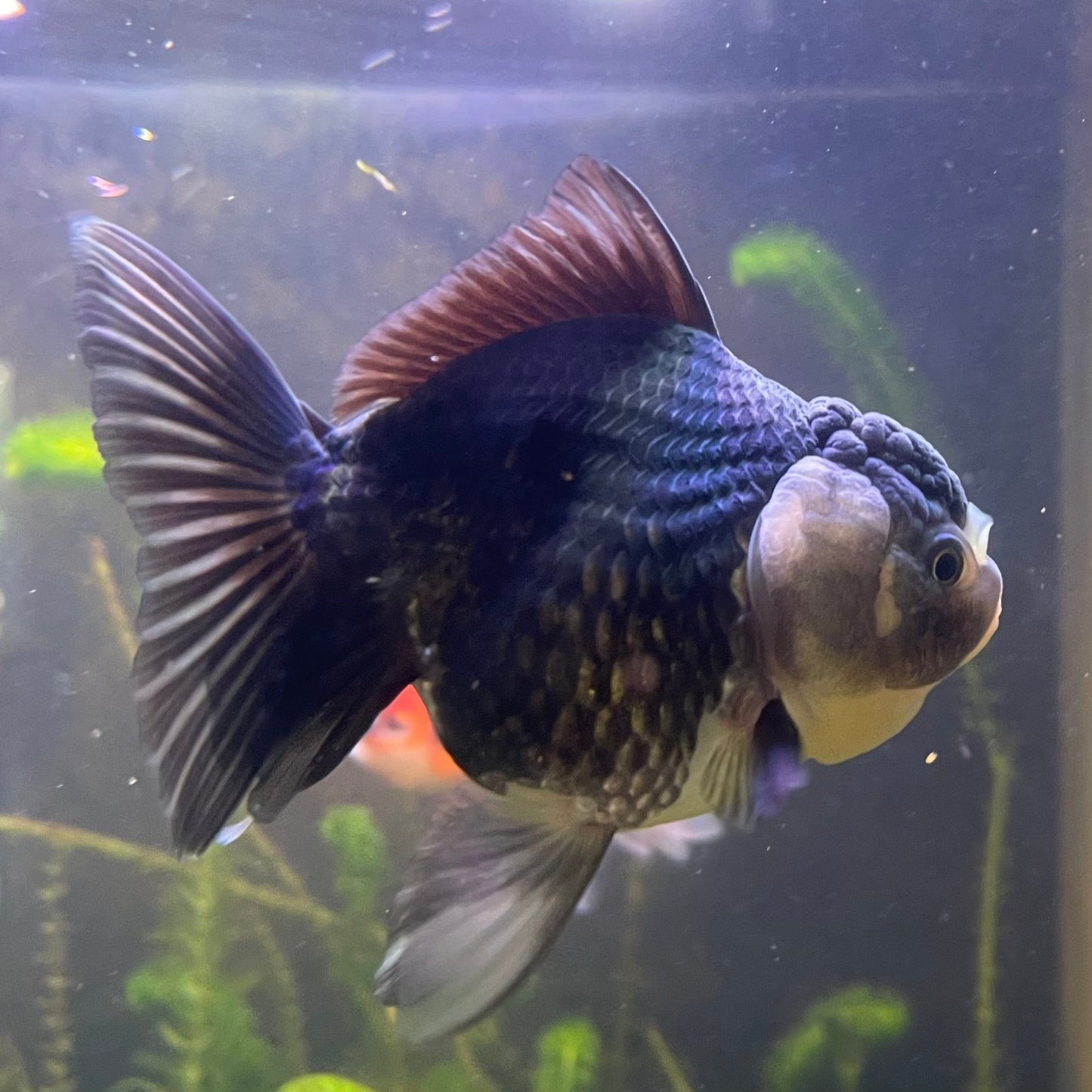 the-fish-farm Goldfish 9cm Oranda - Panda one only -2 Panda Oranda - The Fish Farm Australia