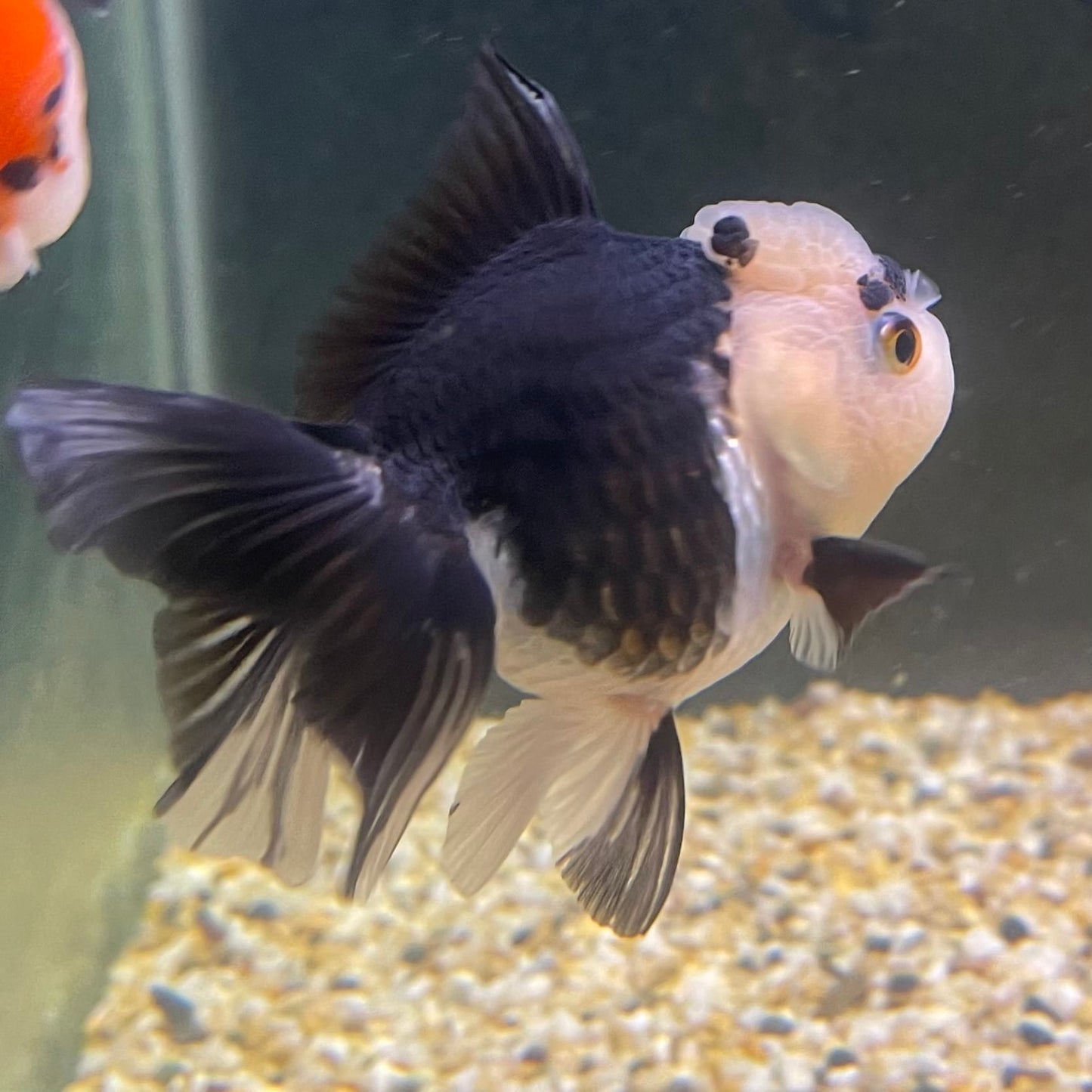 the-fish-farm Goldfish 9cm Oranda - Panda one only -2 Panda Oranda - The Fish Farm Australia