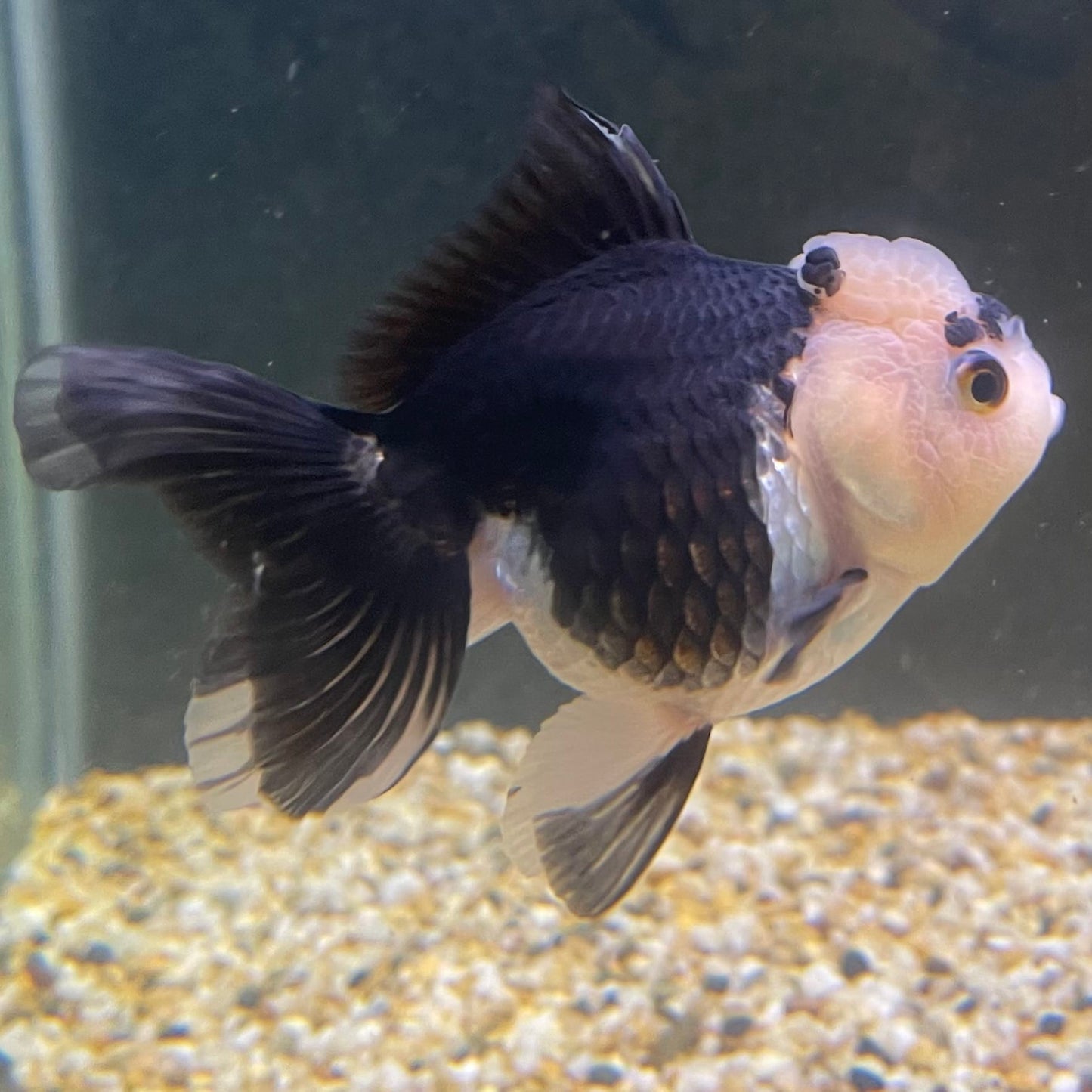 the-fish-farm Goldfish 9cm Oranda - Panda one only -2 Panda Oranda - The Fish Farm Australia