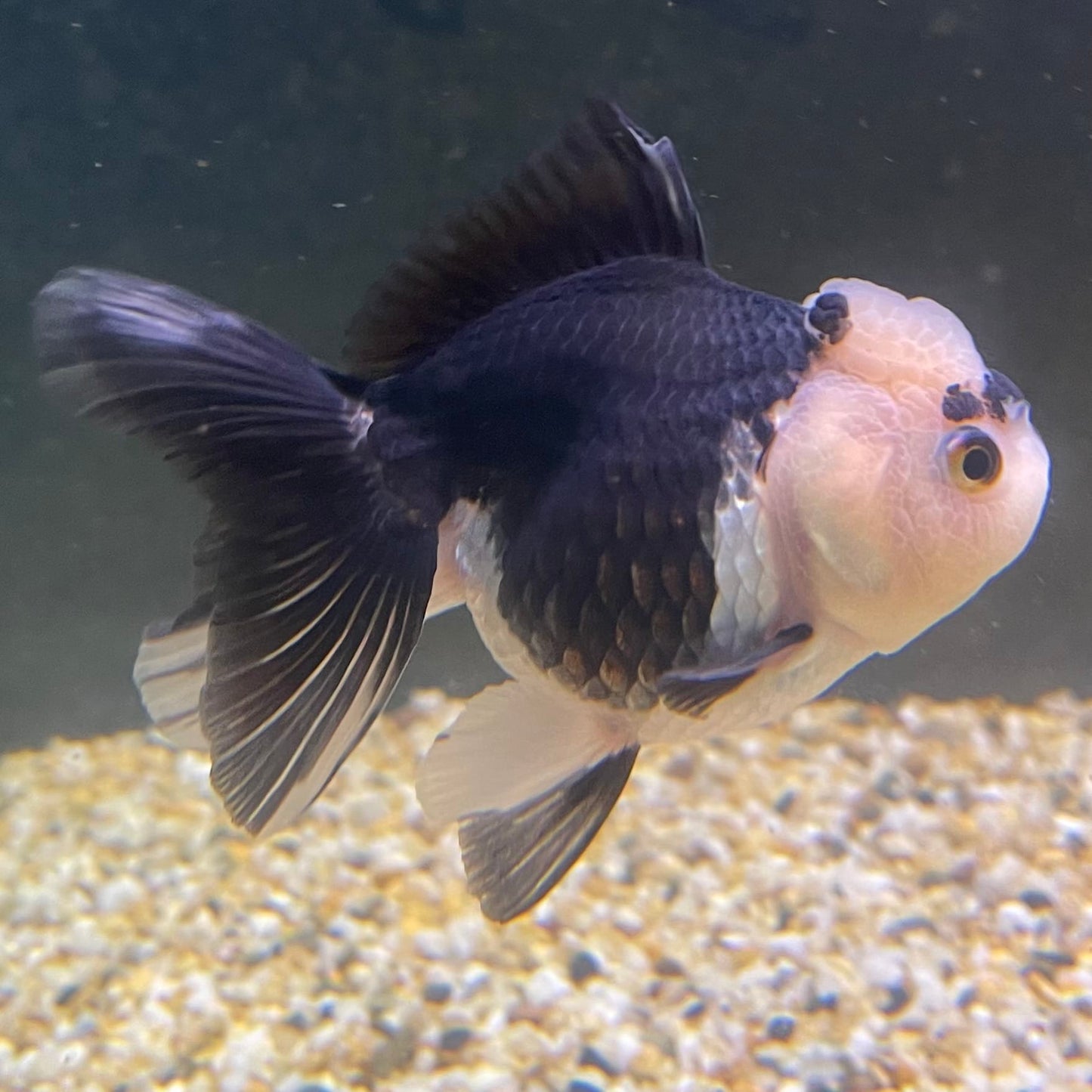the-fish-farm Goldfish 9cm Oranda - Panda one only -2 Panda Oranda - The Fish Farm Australia
