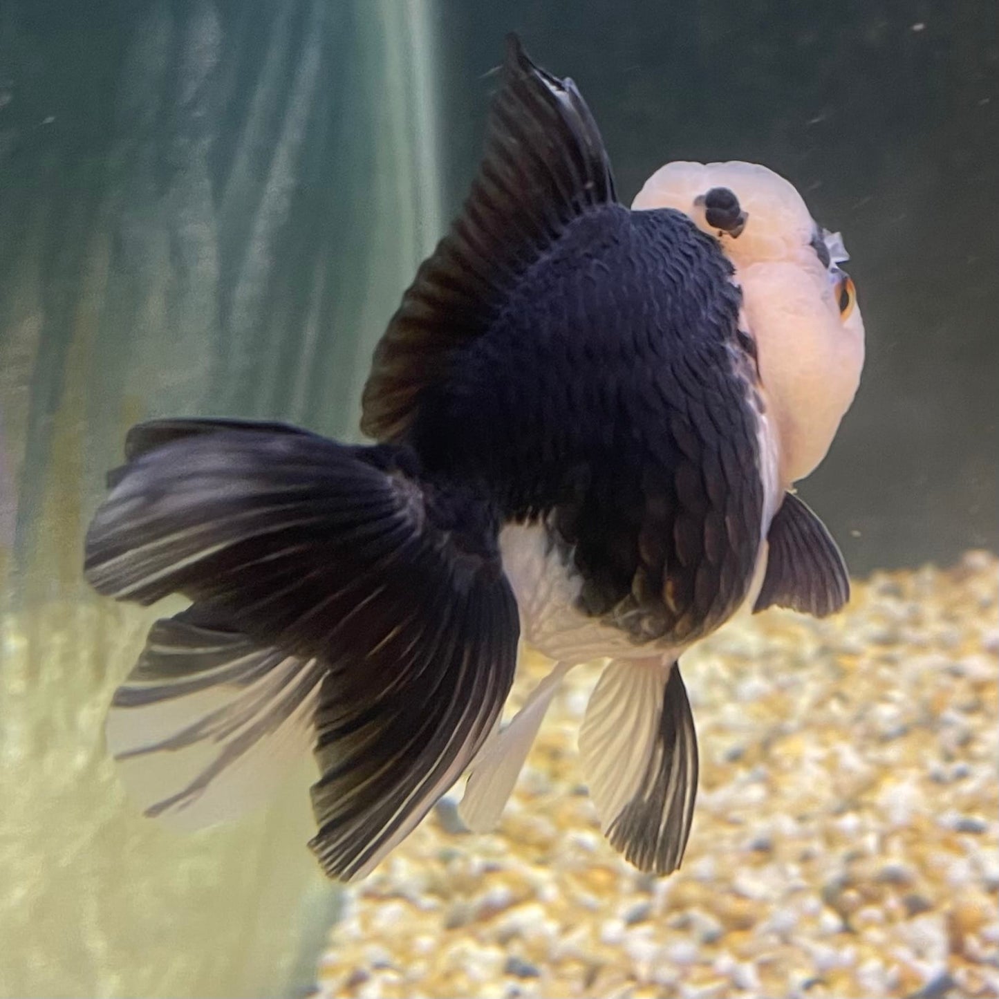 the-fish-farm Goldfish 9cm Oranda - Panda one only -2 Panda Oranda - The Fish Farm Australia