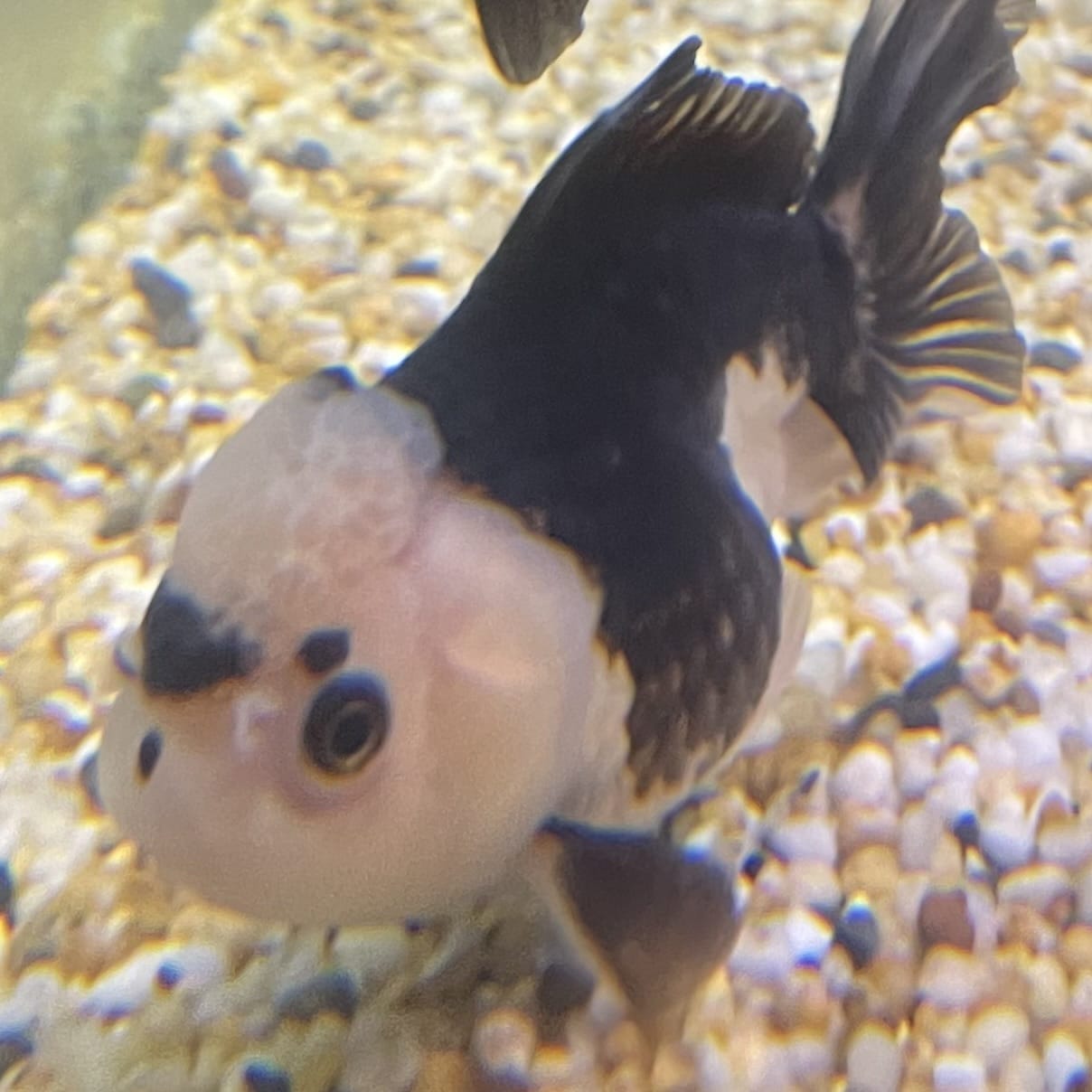 the-fish-farm Goldfish 9cm Oranda - Panda one only -2 Panda Oranda - The Fish Farm Australia