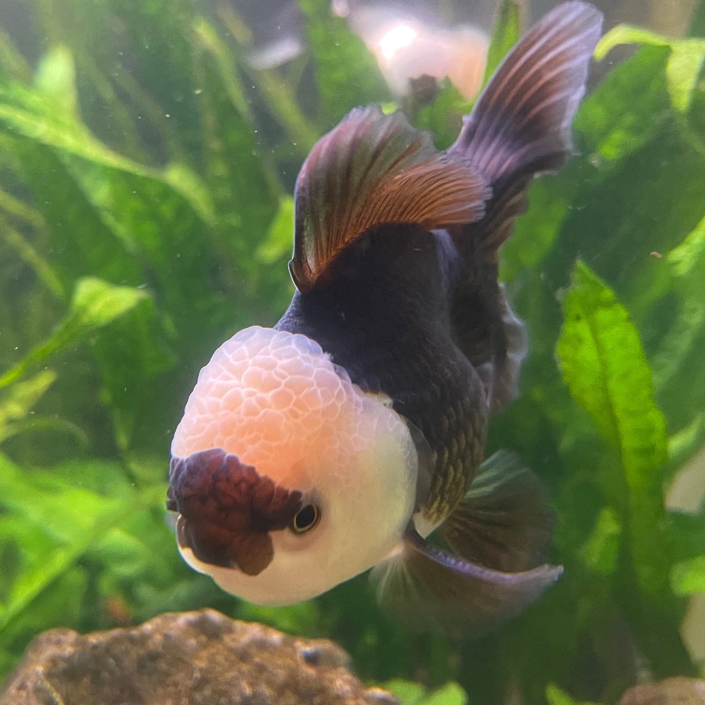 the-fish-farm Goldfish 9cm Oranda - Panda one only -3 Panda Oranda - The Fish Farm Australia