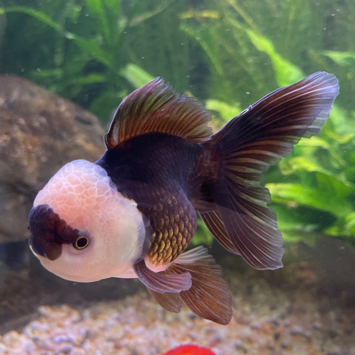 the-fish-farm Goldfish 9cm Oranda - Panda one only -3 Panda Oranda - The Fish Farm Australia