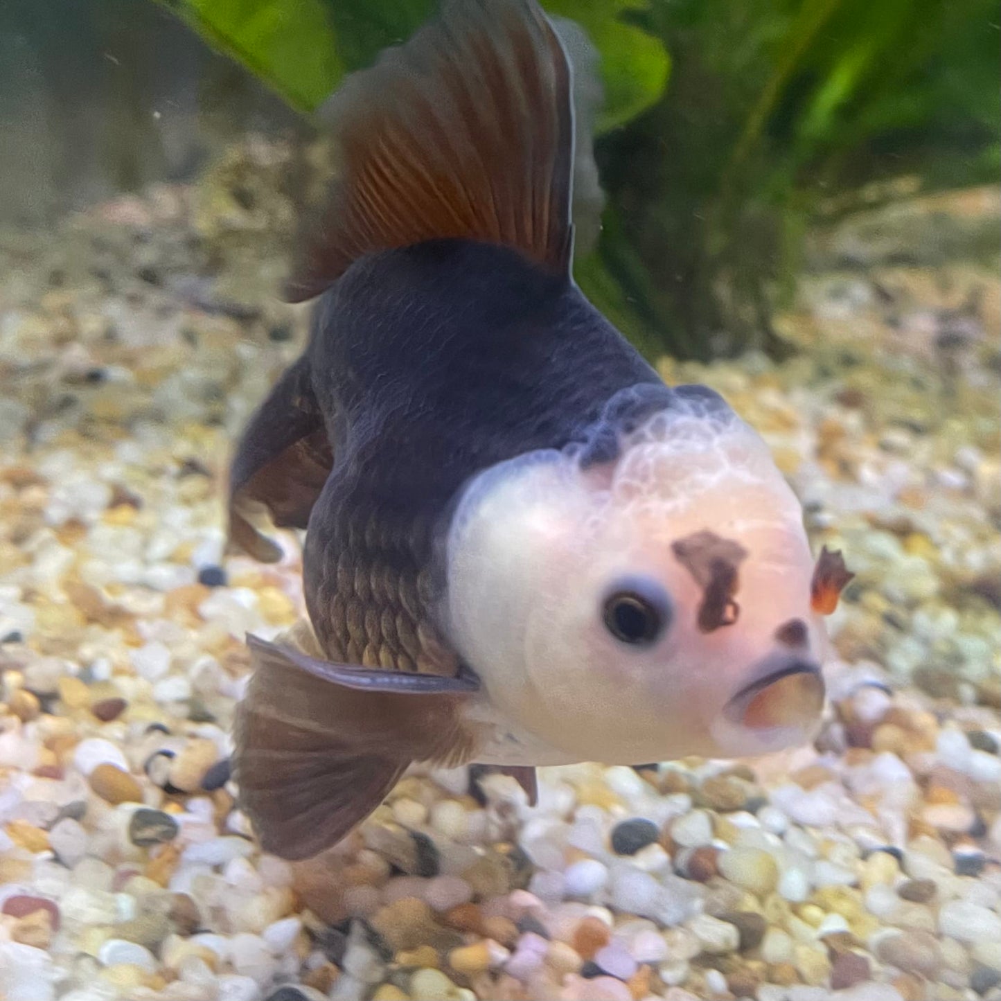 the-fish-farm Goldfish 9cm Oranda - Panda one only - 5 Panda Oranda - The Fish Farm Australia