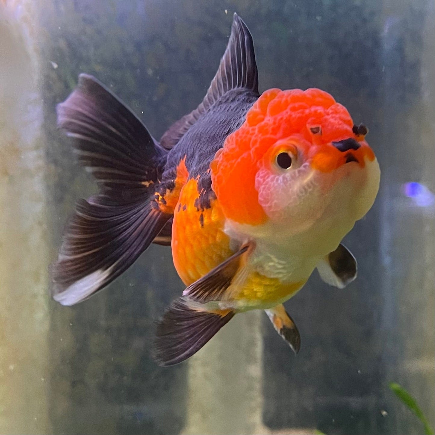 the-fish-farm Goldfish 9cm Oranda - Tri Colour One Only-1 Tri Colour Oranda - The Fish Farm Australia