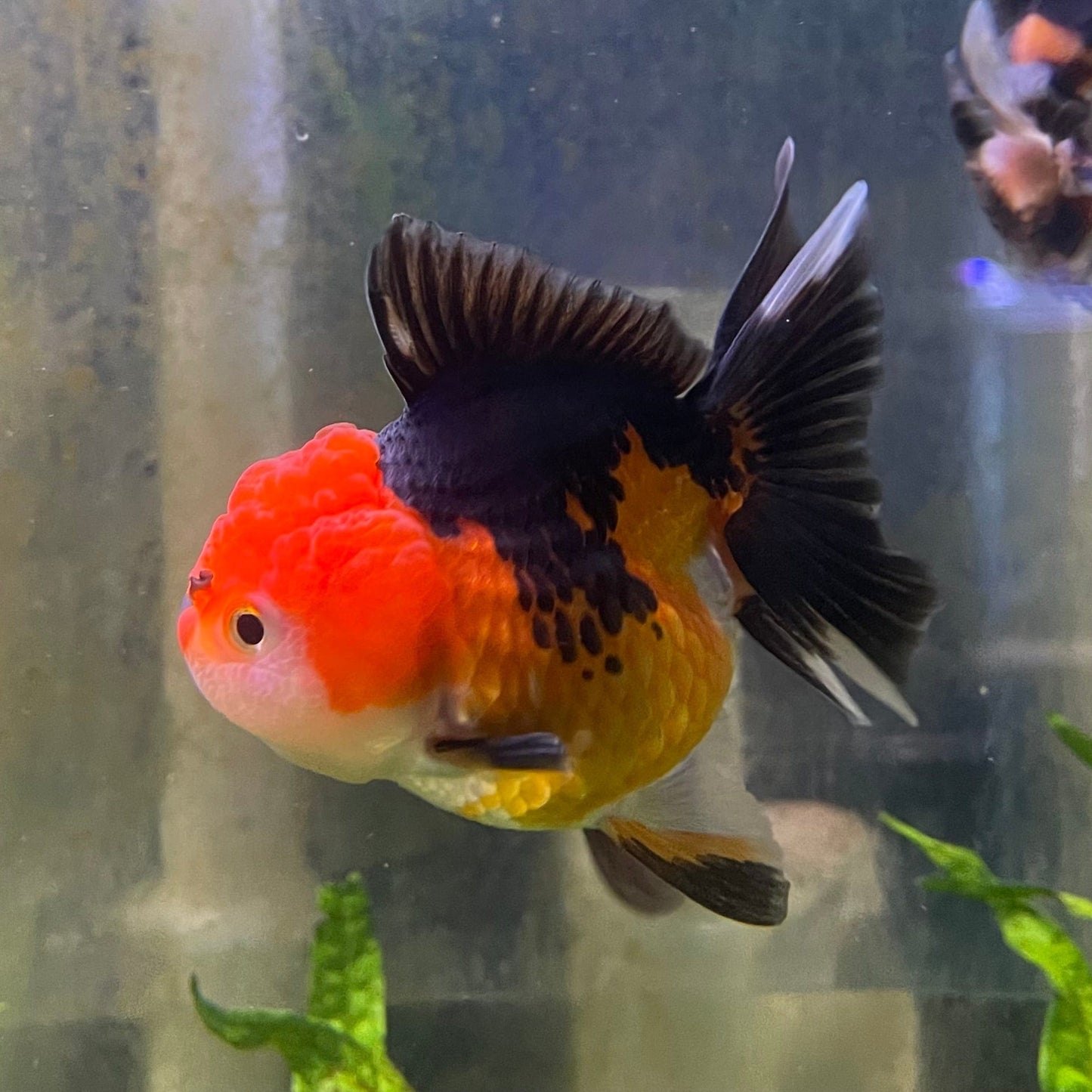 the-fish-farm Goldfish 9cm Oranda - Tri Colour One Only-1 Tri Colour Oranda - The Fish Farm Australia