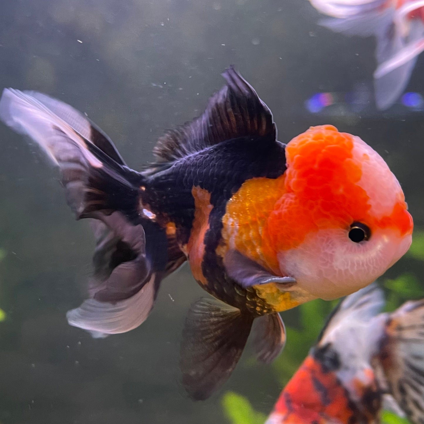 the-fish-farm Goldfish 9cm Oranda - Tri Colour One Only-1 Tri Colour Oranda - The Fish Farm Australia
