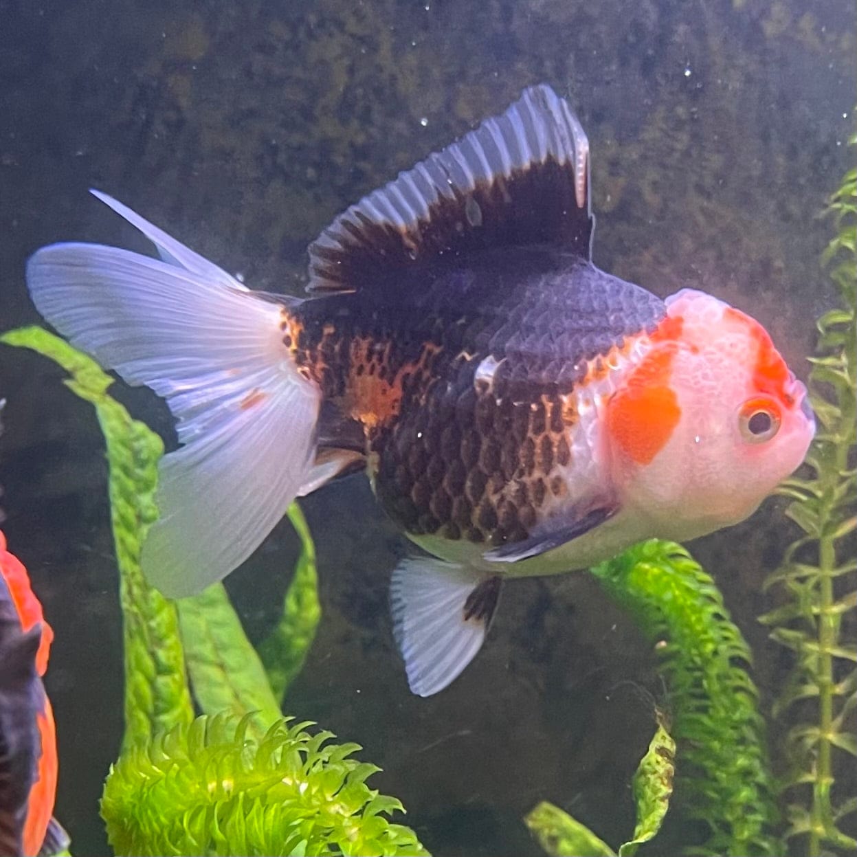 the-fish-farm Goldfish 9cm Oranda - Tri Colour One Only-2 Tri Colour Oranda - The Fish Farm Australia