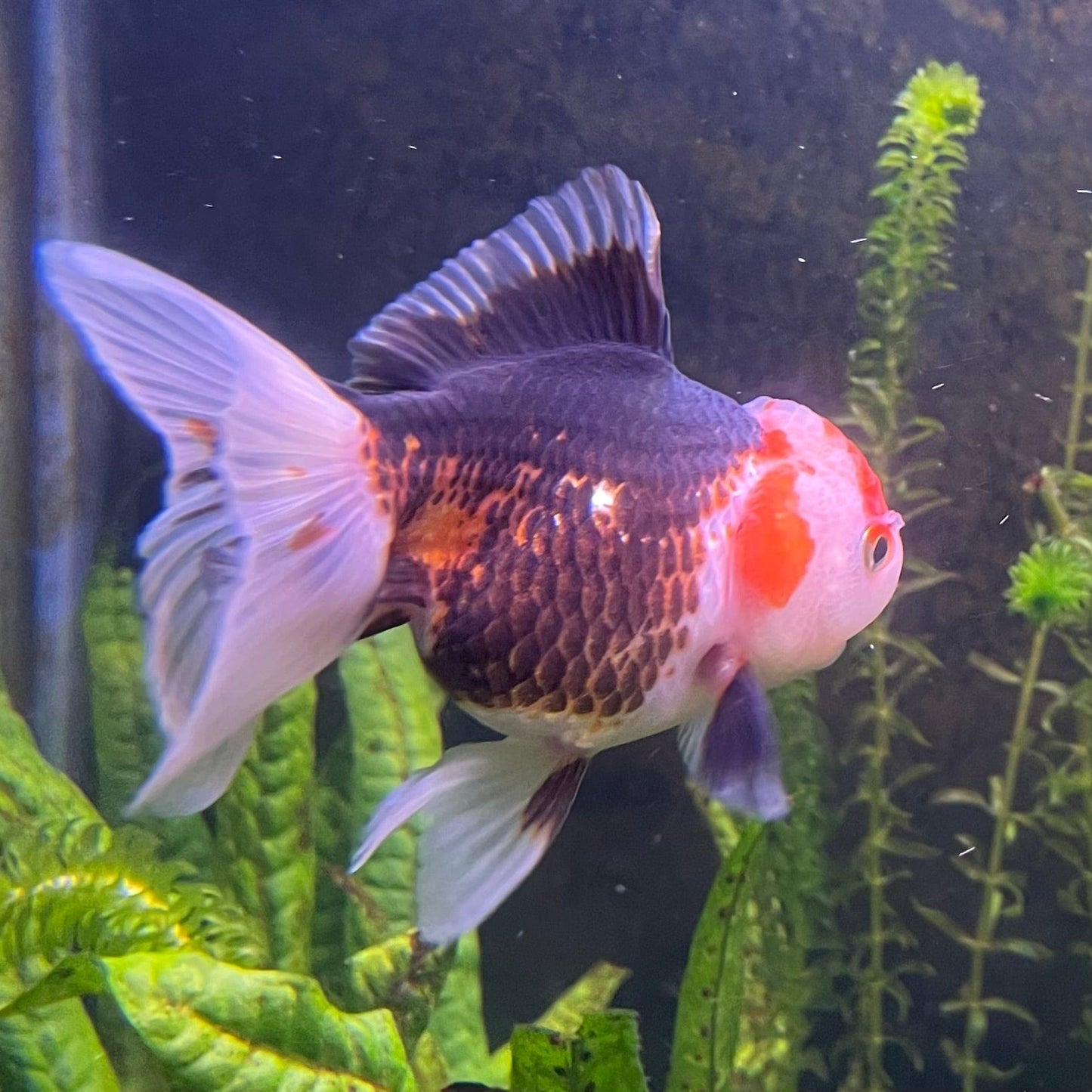 the-fish-farm Goldfish 9cm Oranda - Tri Colour One Only-2 Tri Colour Oranda - The Fish Farm Australia