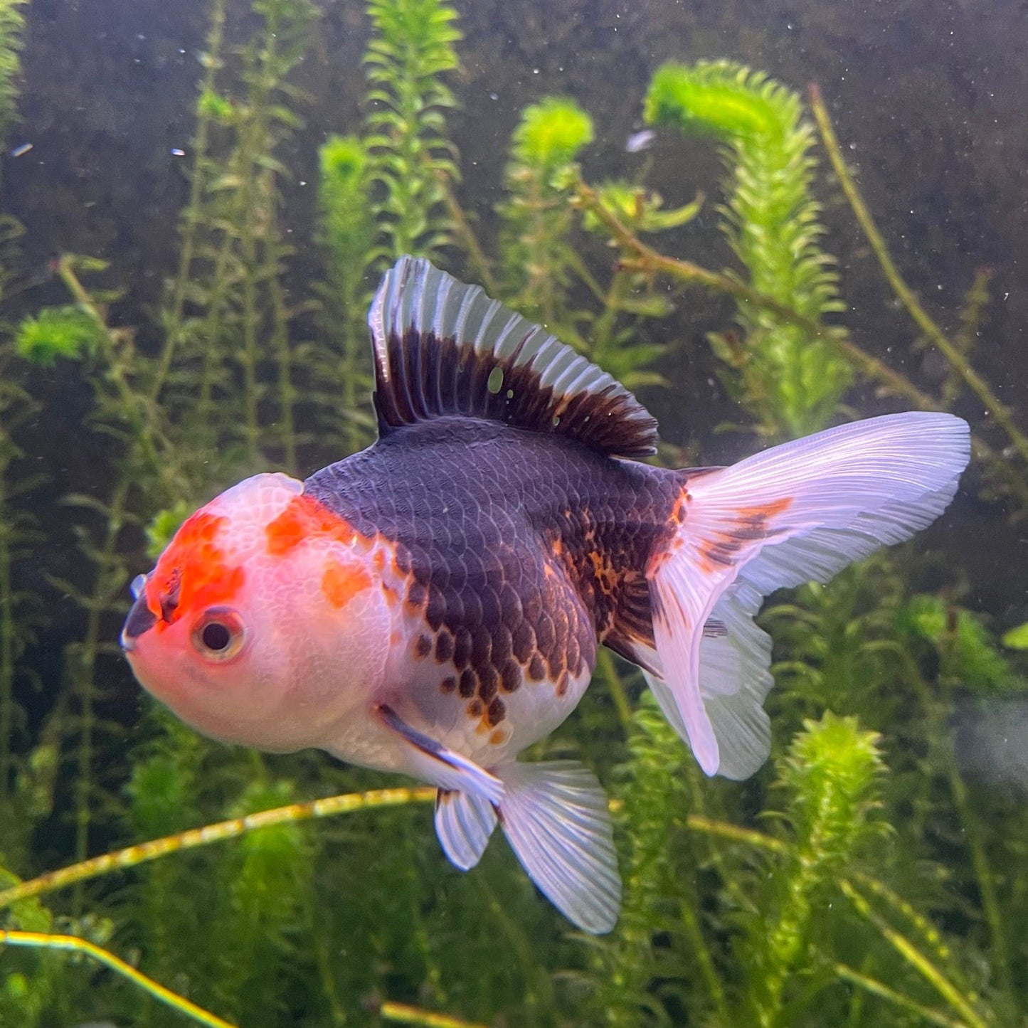 the-fish-farm Goldfish 9cm Oranda - Tri Colour One Only-2 Tri Colour Oranda - The Fish Farm Australia