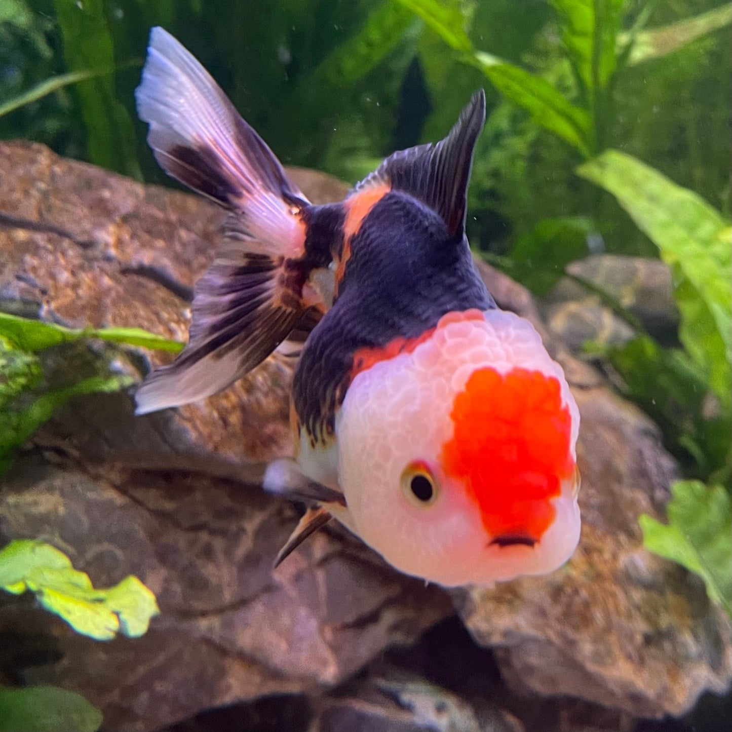 the-fish-farm Goldfish 9cm Oranda - Tri Colour One Only-3 Tri Colour Oranda - The Fish Farm Australia