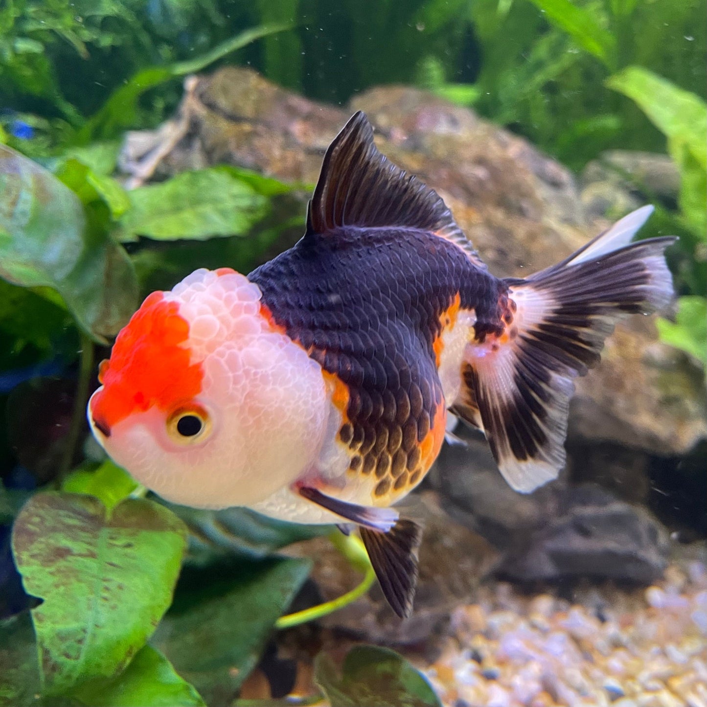 the-fish-farm Goldfish 9cm Oranda - Tri Colour One Only-3 Tri Colour Oranda - The Fish Farm Australia