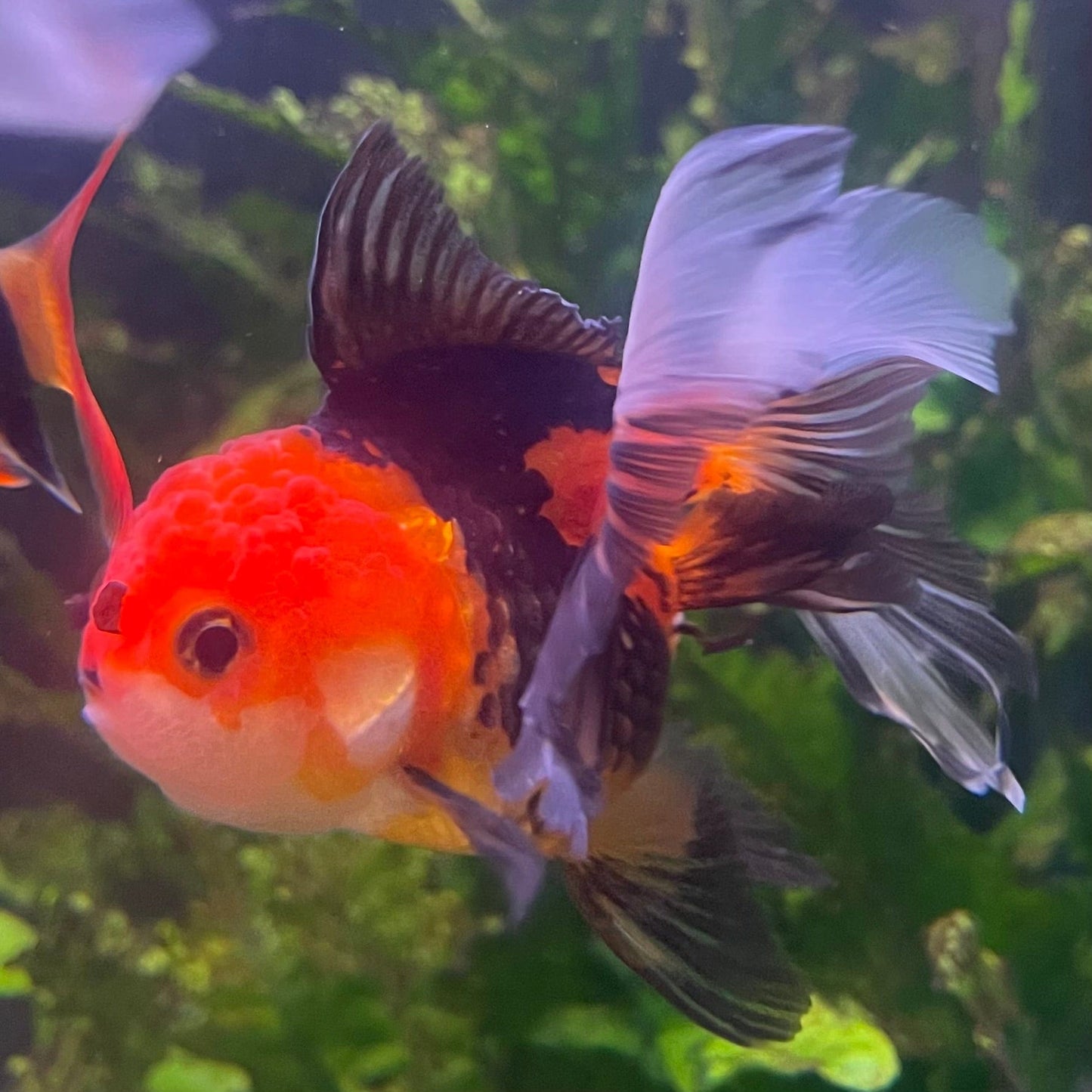 the-fish-farm Goldfish 9cm Oranda - Tri Colour One Only- 4 Tri Colour Oranda - The Fish Farm Australia