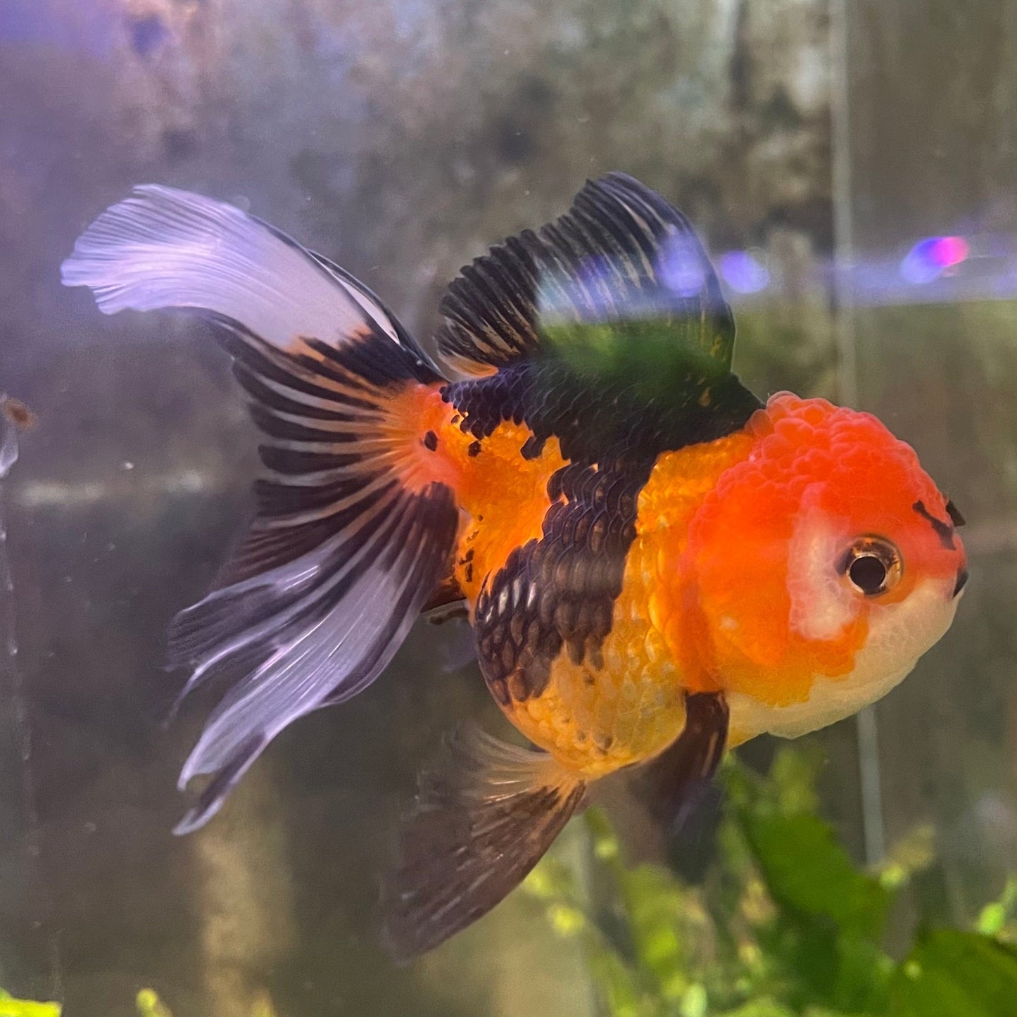 the-fish-farm Goldfish 9cm Oranda - Tri Colour One Only- 4 Tri Colour Oranda - The Fish Farm Australia