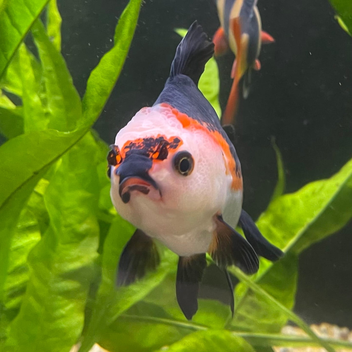 the-fish-farm Goldfish 9cm Oranda - Tri Colour One Only- 4 Tri Colour Oranda - The Fish Farm Australia
