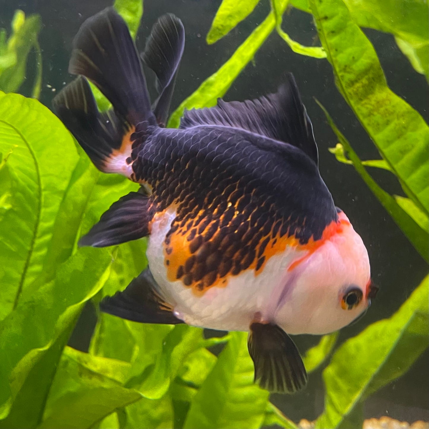 the-fish-farm Goldfish 9cm Oranda - Tri Colour One Only- 4 Tri Colour Oranda - The Fish Farm Australia