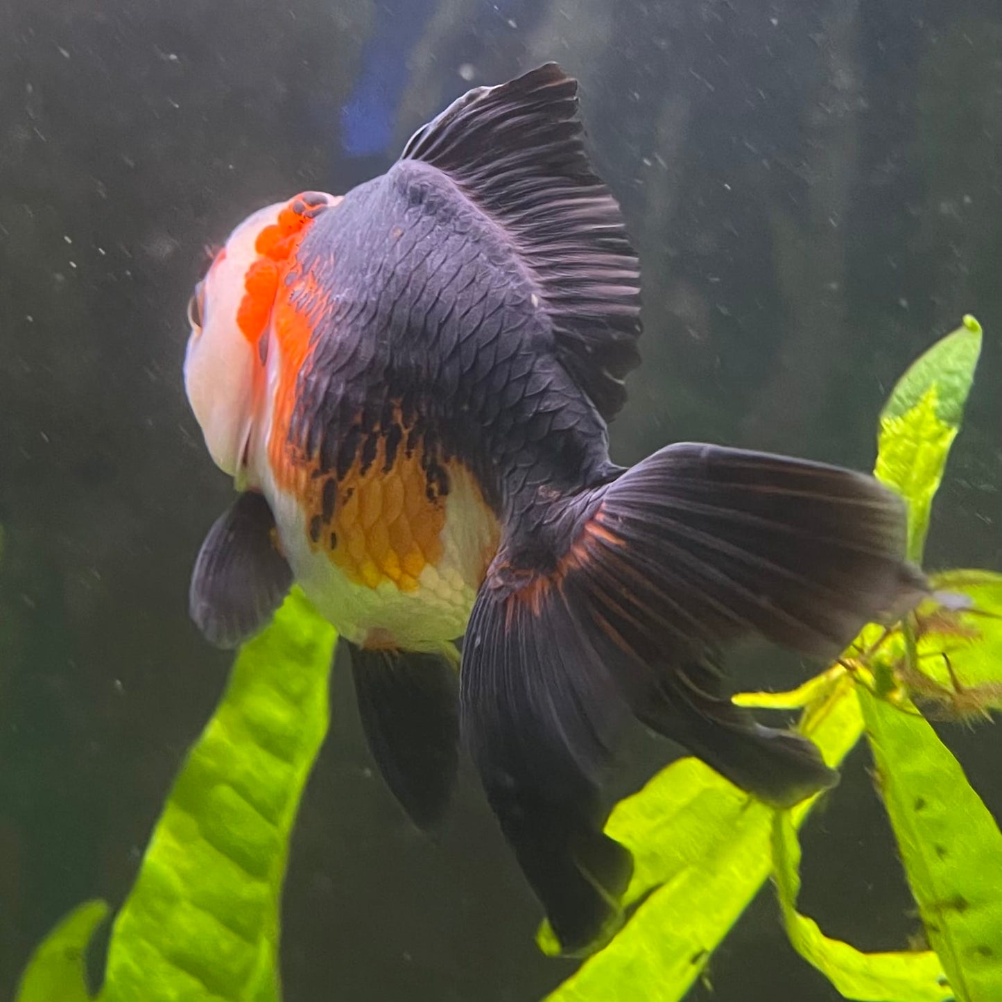 the-fish-farm Goldfish 9cm Oranda - Tri Colour One Only- 4 Tri Colour Oranda - The Fish Farm Australia