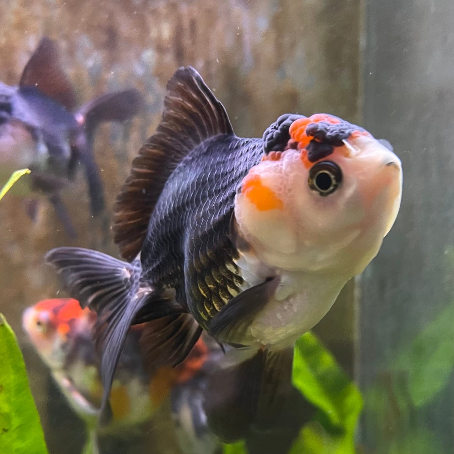 the-fish-farm Goldfish 9cm Oranda - Tri Colour One Only- 4 Tri Colour Oranda - The Fish Farm Australia