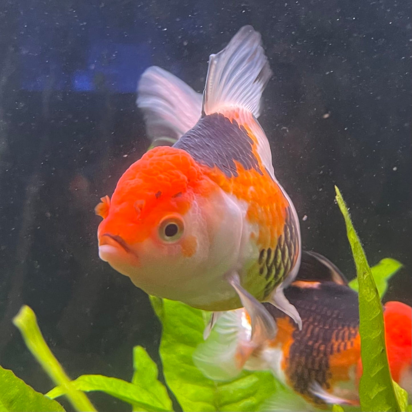 the-fish-farm Goldfish 9cm Oranda - Tri Colour One Only- 5 Tri Colour Oranda - The Fish Farm Australia
