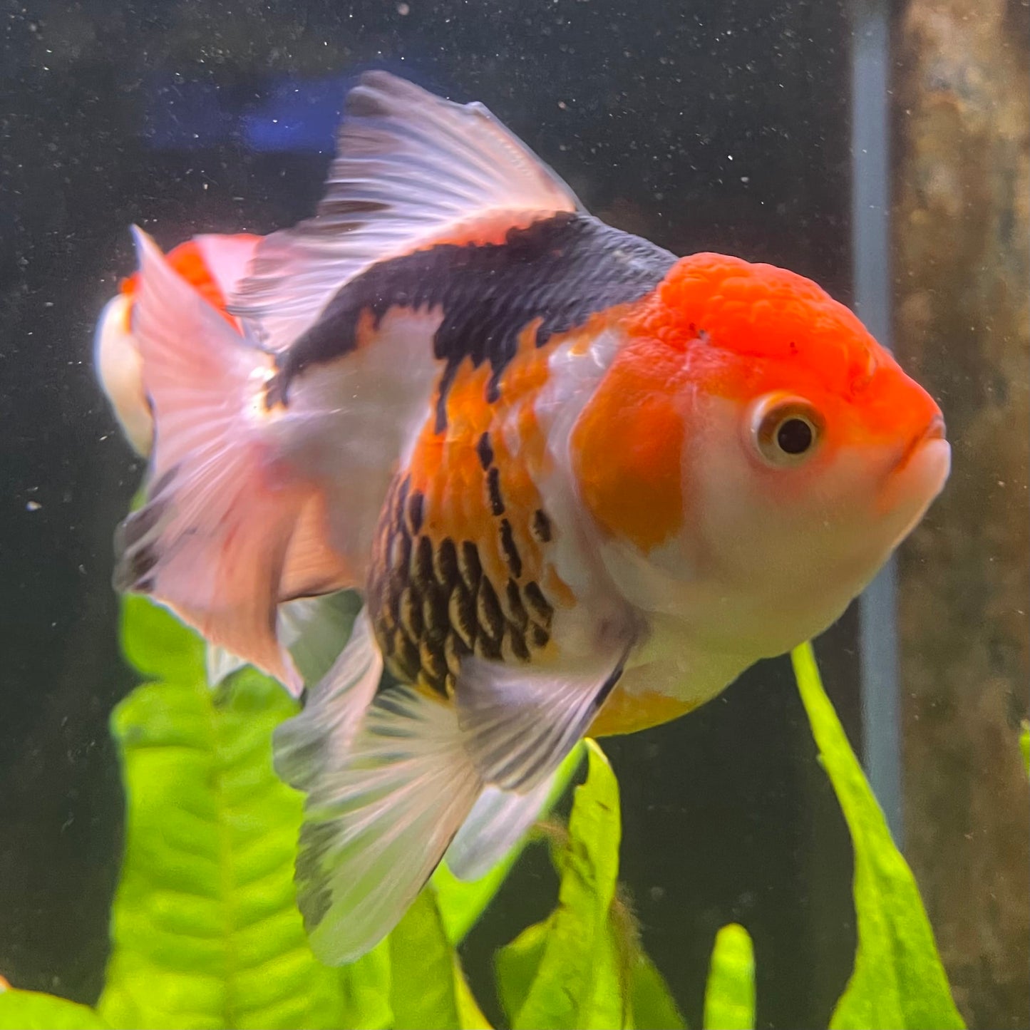 the-fish-farm Goldfish 9cm Oranda - Tri Colour One Only- 5 Tri Colour Oranda - The Fish Farm Australia