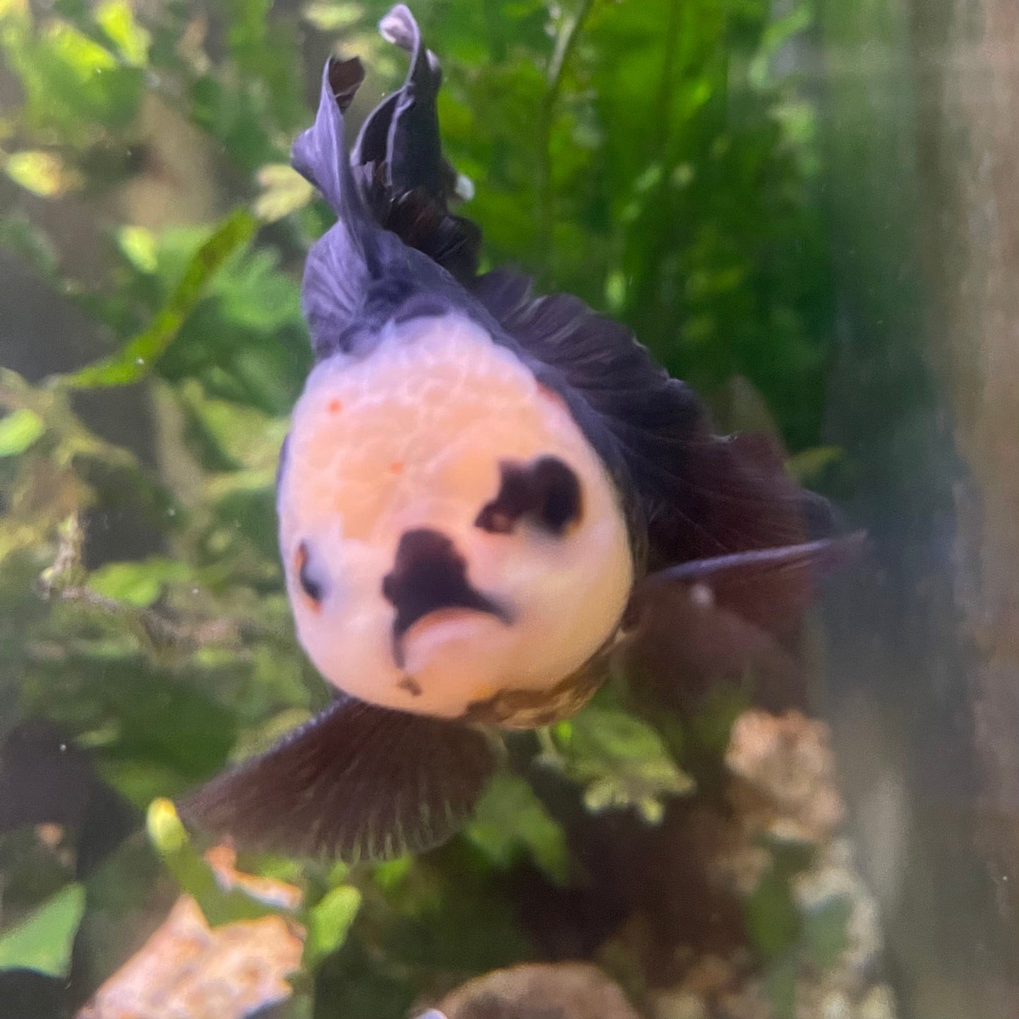 the-fish-farm Goldfish 9cm Oranda - Tri Colour One Only- 6 Tri Colour Oranda - The Fish Farm Australia