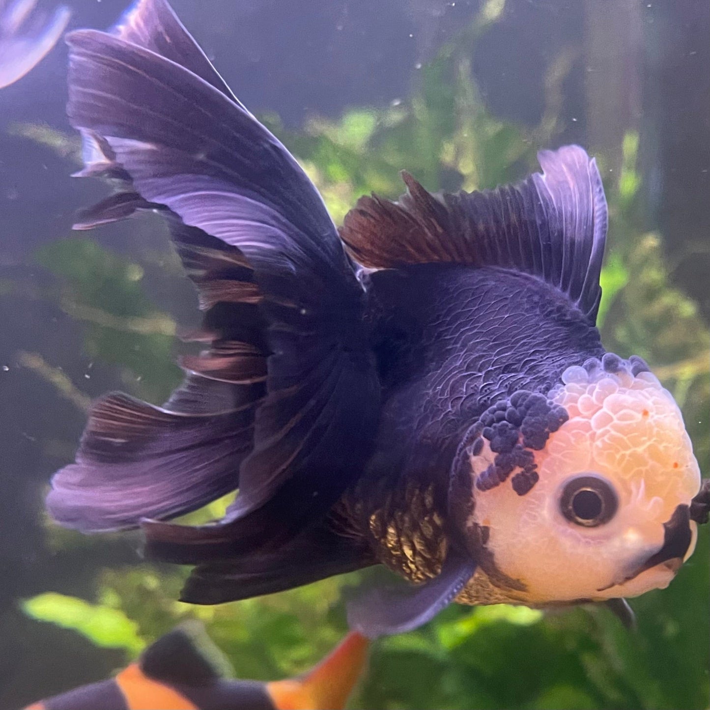 the-fish-farm Goldfish 9cm Oranda - Tri Colour One Only- 6 Tri Colour Oranda - The Fish Farm Australia