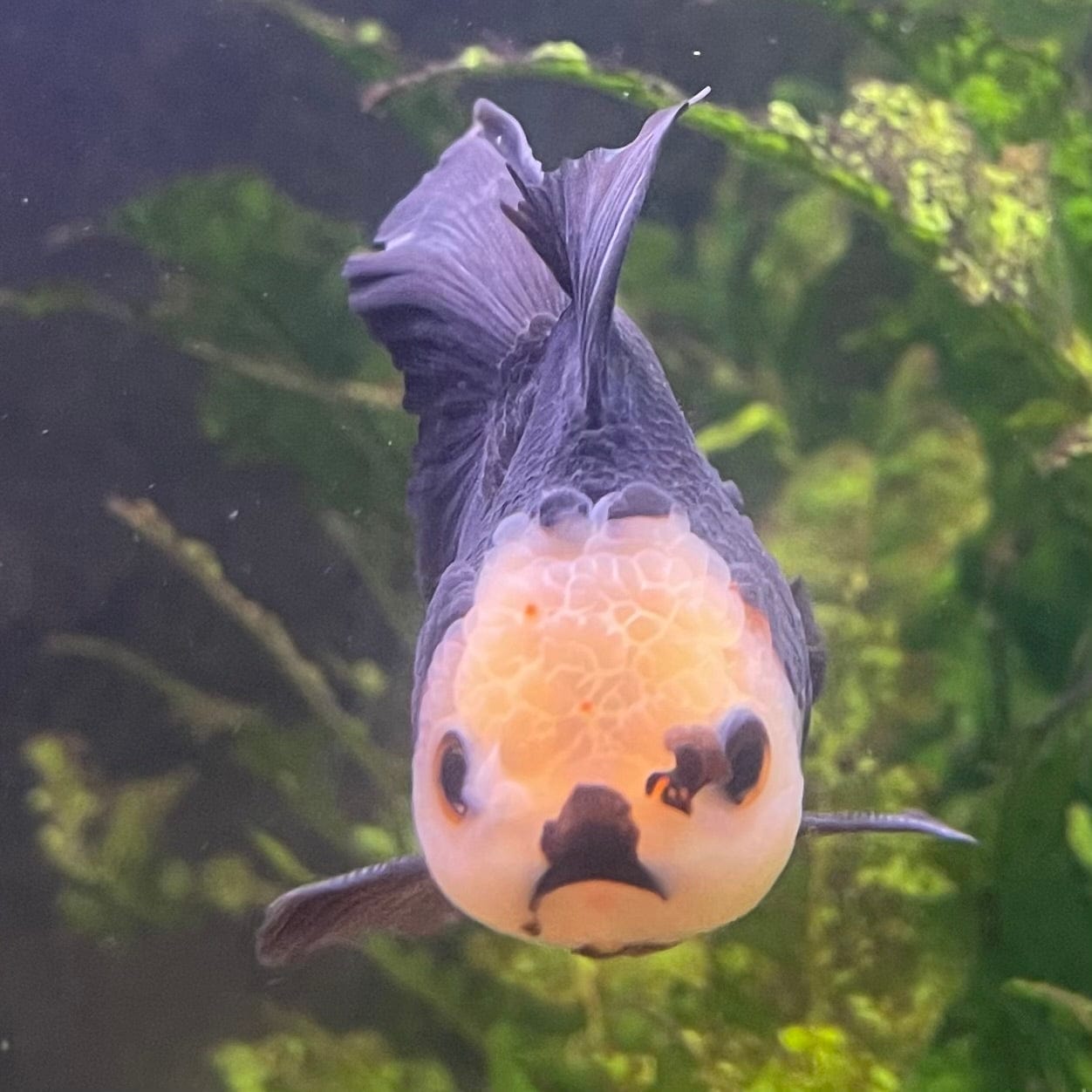 the-fish-farm Goldfish 9cm Oranda - Tri Colour One Only- 6 Tri Colour Oranda - The Fish Farm Australia