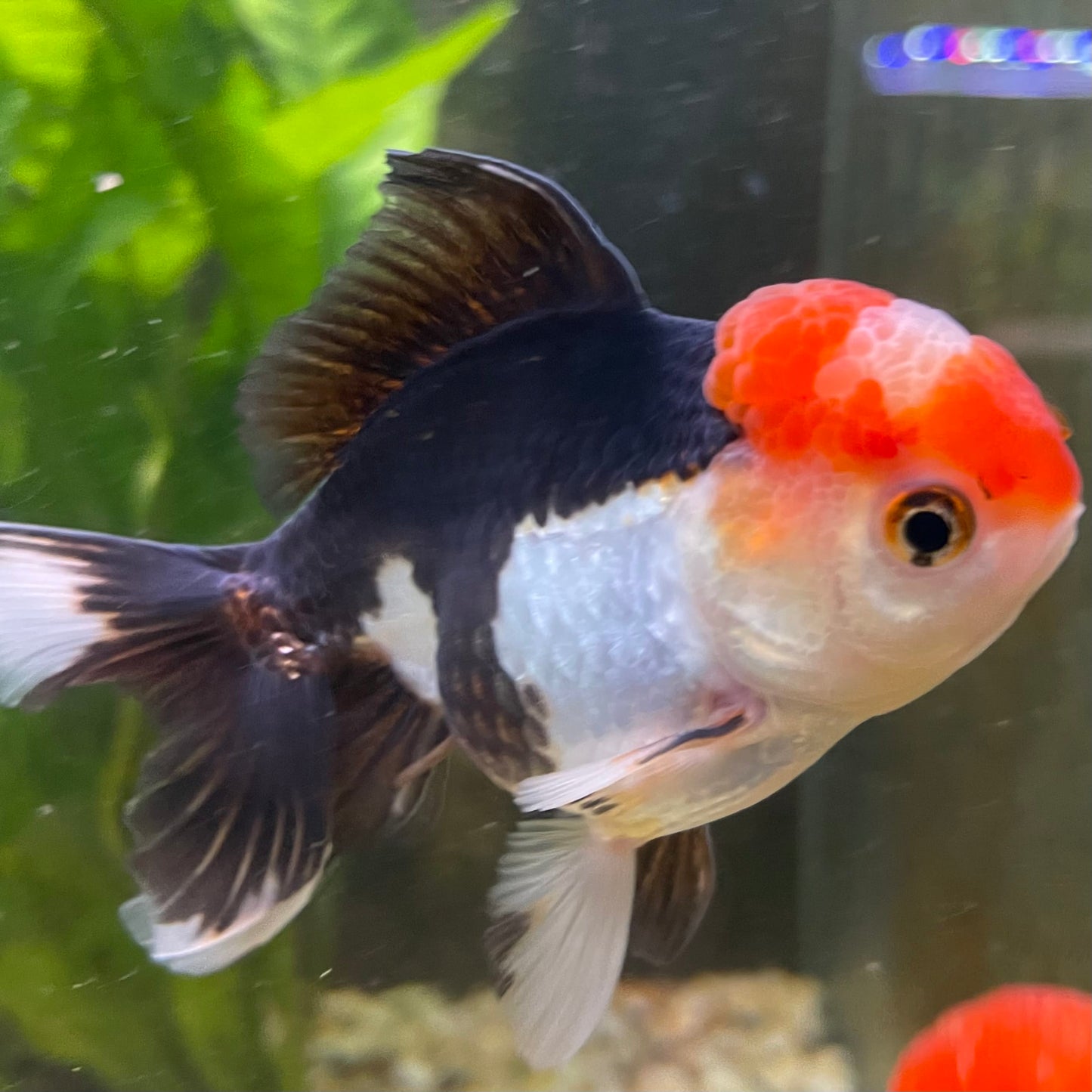 the-fish-farm Goldfish 9cm Oranda - Tri Colour One Only- 6 Tri Colour Oranda - The Fish Farm Australia