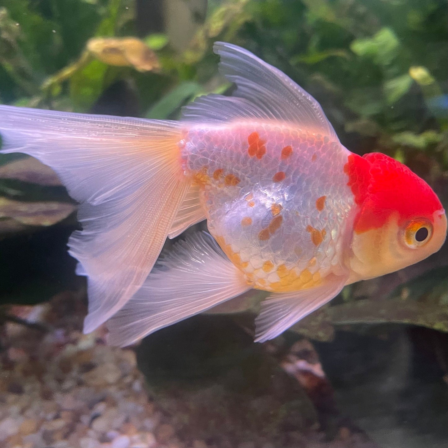 the-fish-farm Goldfish 9cm Oranda - white one only - 1 Panda Oranda - The Fish Farm Australia