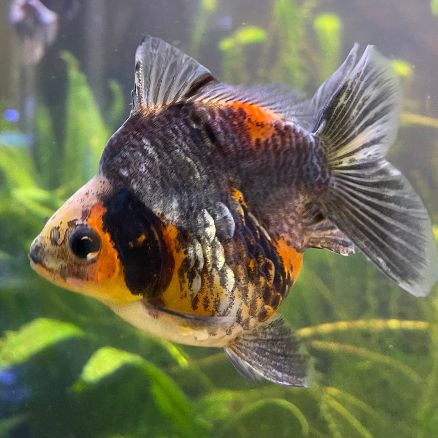 the-fish-farm Goldfish 9cm Ryukin Goldfish - Calico one only - 3 Buy Calico Ryukin Goldfish from The Fish Farm Australia