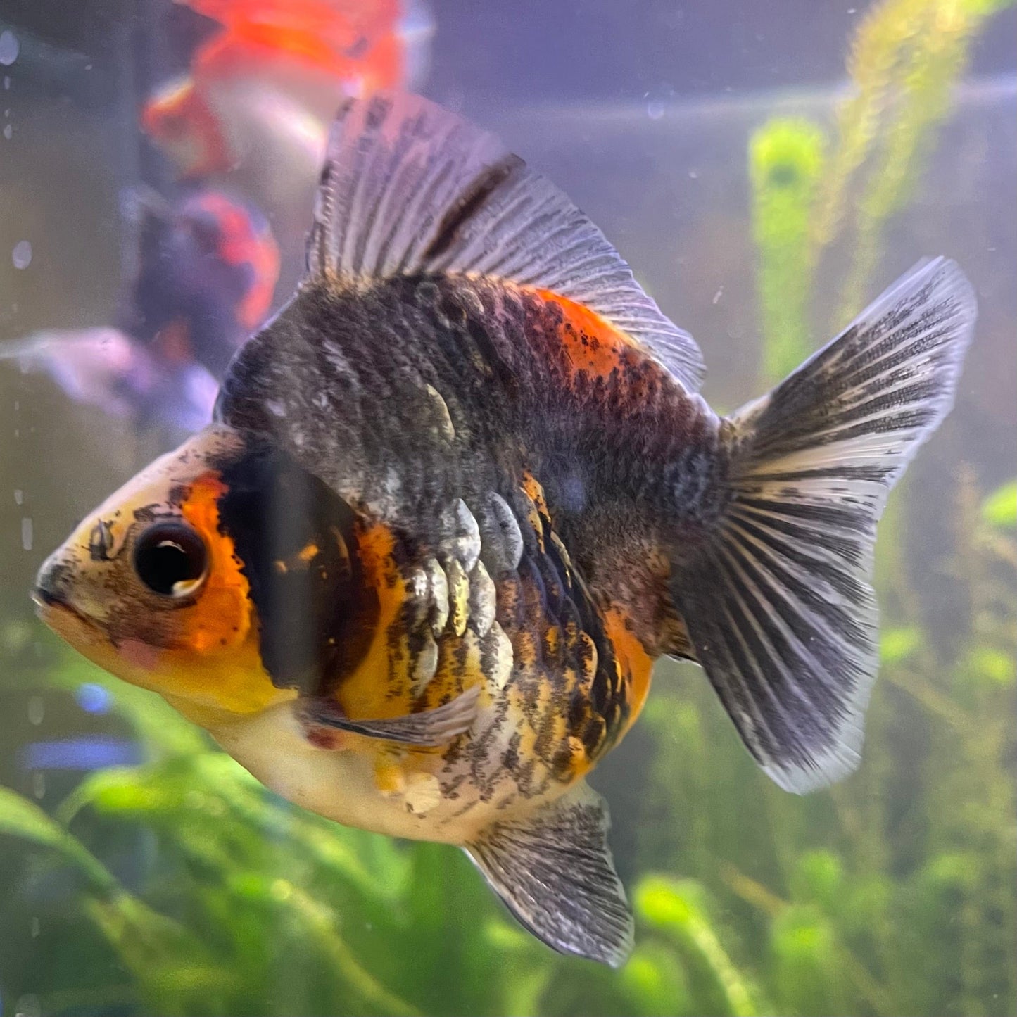 the-fish-farm Goldfish 9cm Ryukin Goldfish - Calico one only - 3 Buy Calico Ryukin Goldfish from The Fish Farm Australia