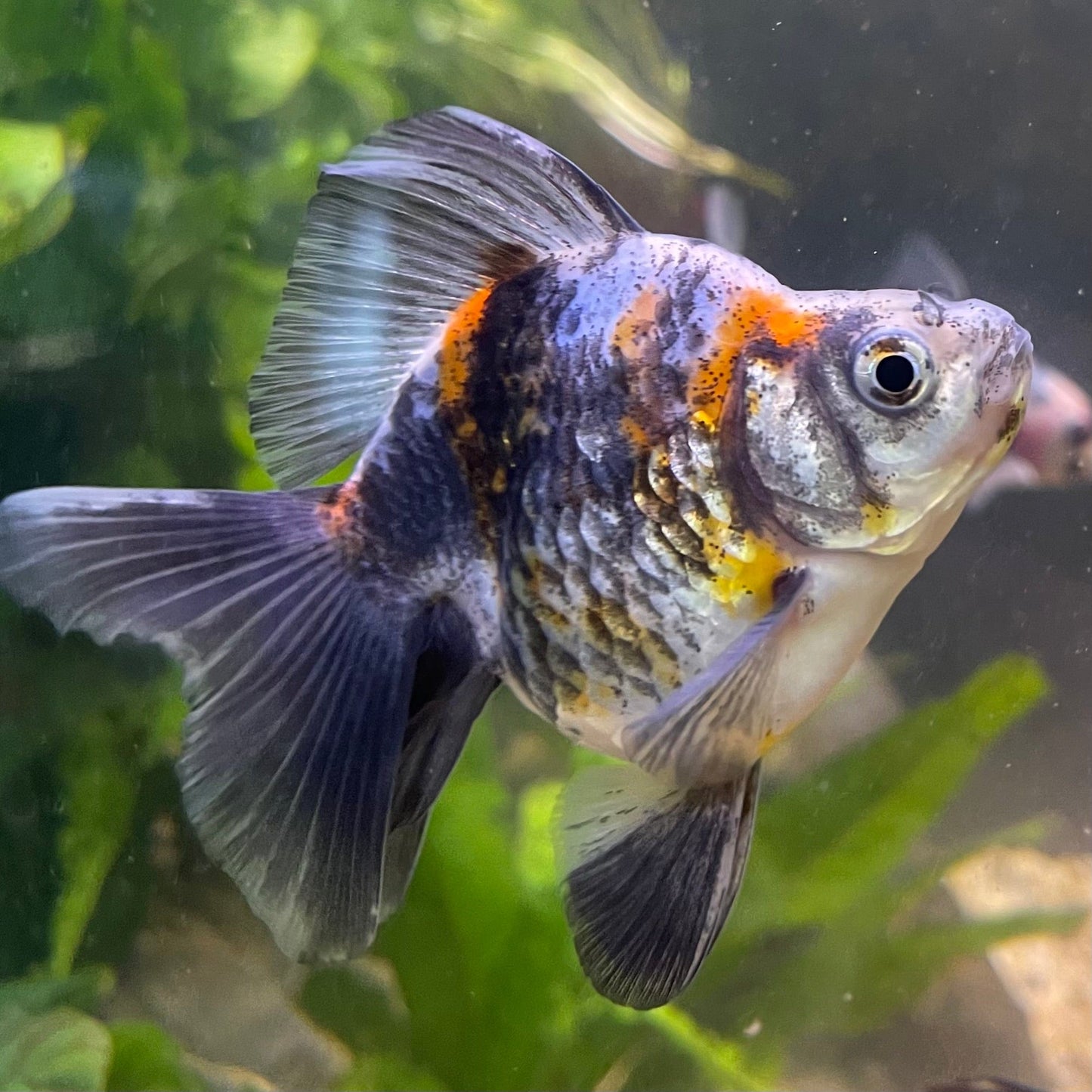 the-fish-farm Goldfish 9cm Ryukin Goldfish - Calico one only - 3 Buy Calico Ryukin Goldfish from The Fish Farm Australia