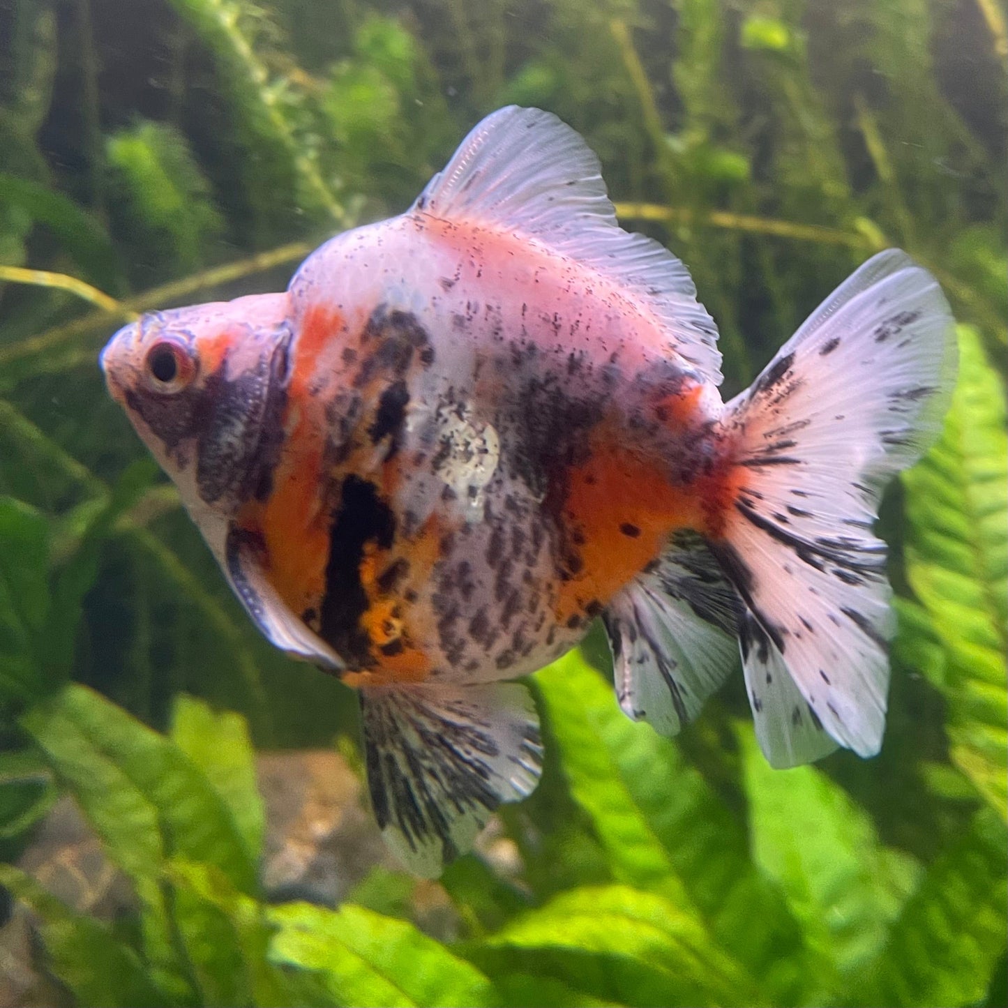 the-fish-farm Goldfish 9cm Ryukin Goldfish - Calico one only - 4 Buy Calico Ryukin Goldfish from The Fish Farm Australia