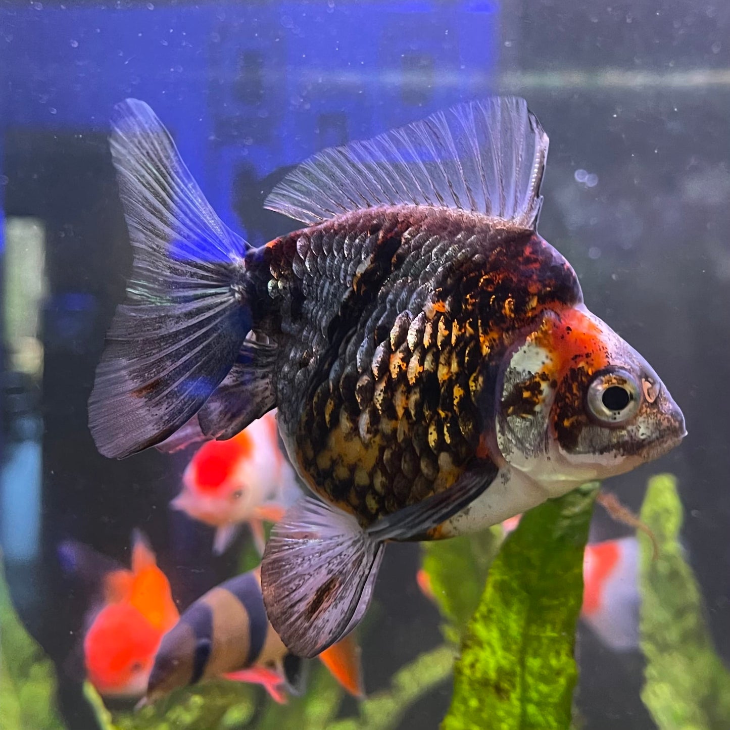the-fish-farm Goldfish 9cm Ryukin Goldfish - Calico one only - 4 Buy Calico Ryukin Goldfish from The Fish Farm Australia
