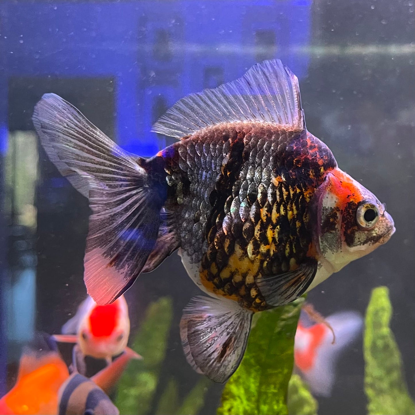 the-fish-farm Goldfish 9cm Ryukin Goldfish - Calico one only - 4 Buy Calico Ryukin Goldfish from The Fish Farm Australia