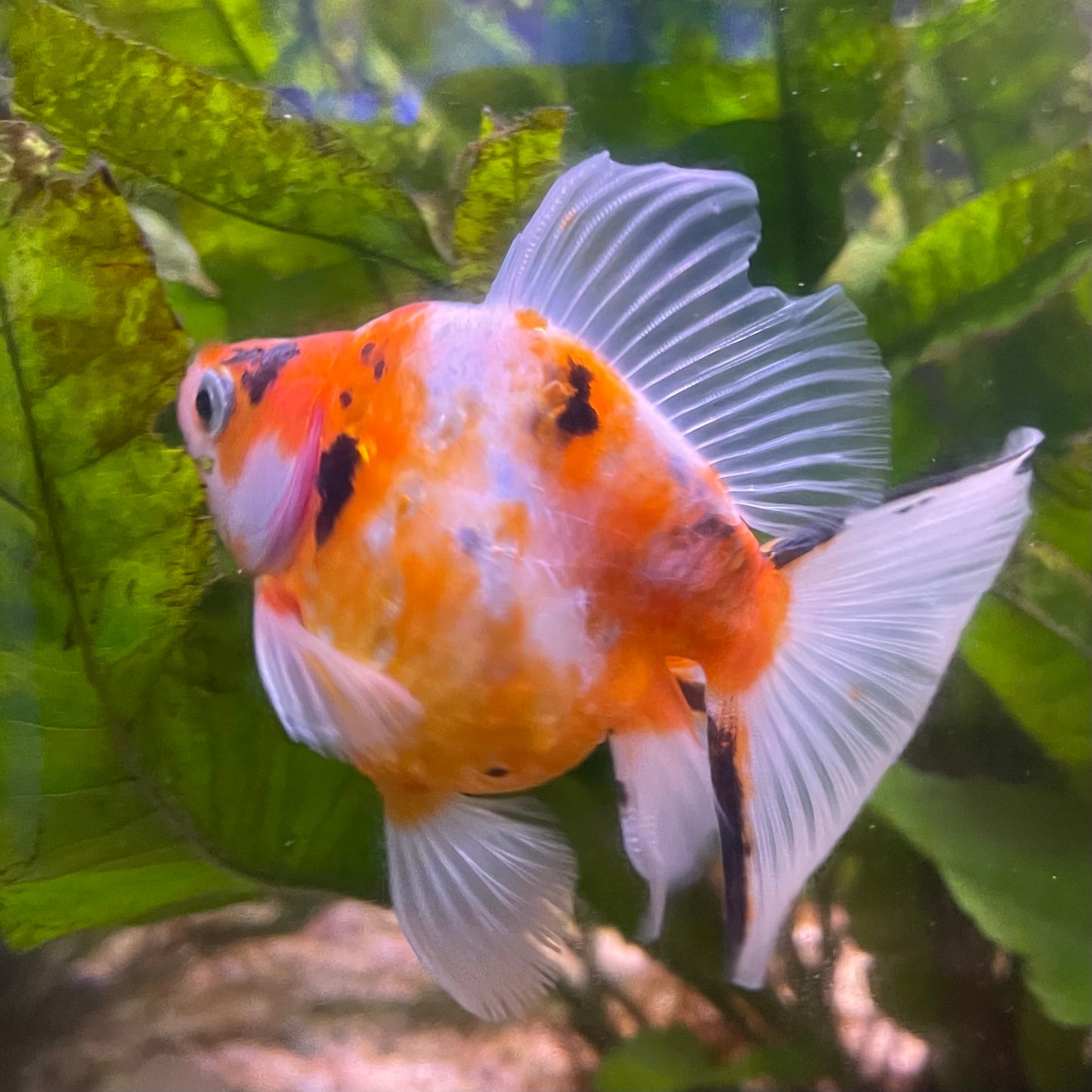 the-fish-farm Goldfish 9cm Ryukin Goldfish - Calico one only - 4 Buy Calico Ryukin Goldfish from The Fish Farm Australia