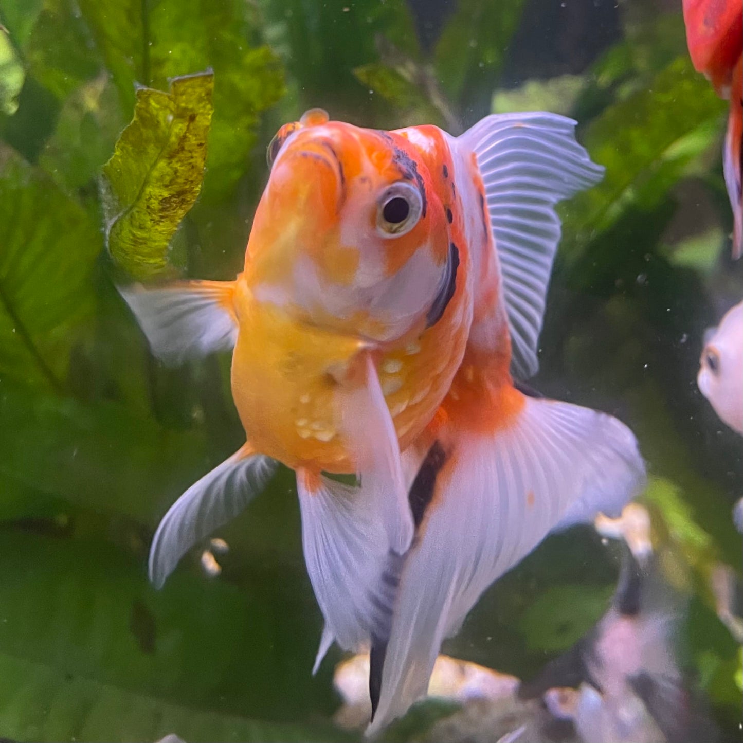 the-fish-farm Goldfish 9cm Ryukin Goldfish - Calico one only - 4 Buy Calico Ryukin Goldfish from The Fish Farm Australia