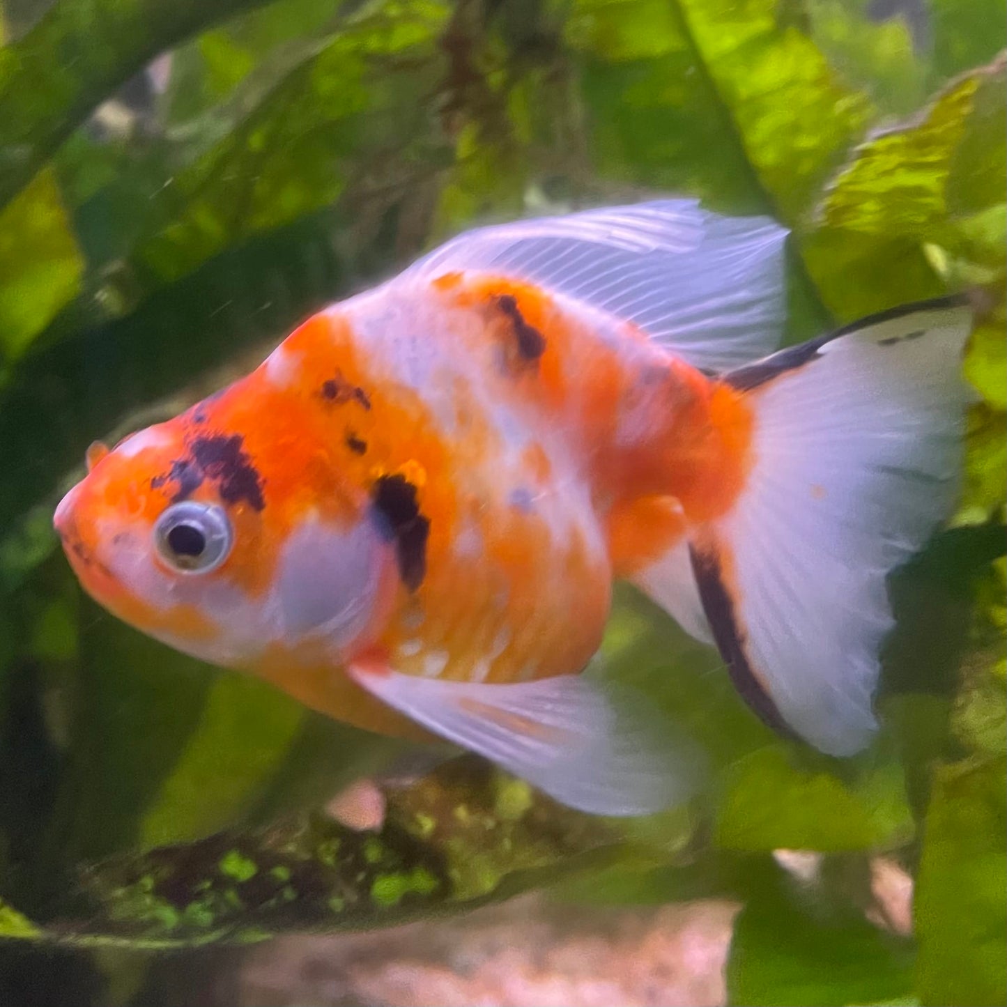the-fish-farm Goldfish 9cm Ryukin Goldfish - Calico one only - 4 Buy Calico Ryukin Goldfish from The Fish Farm Australia