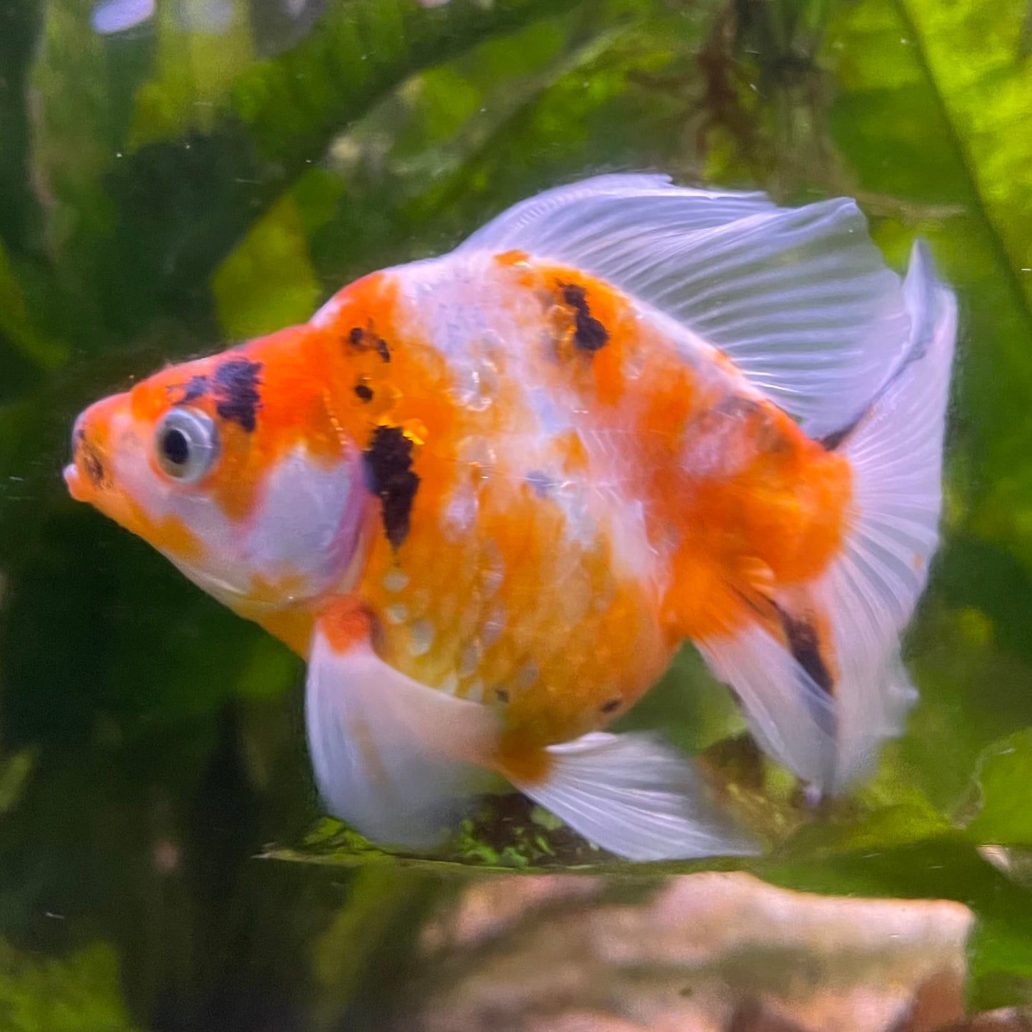 the-fish-farm Goldfish 9cm Ryukin Goldfish - Calico one only - 4 Buy Calico Ryukin Goldfish from The Fish Farm Australia