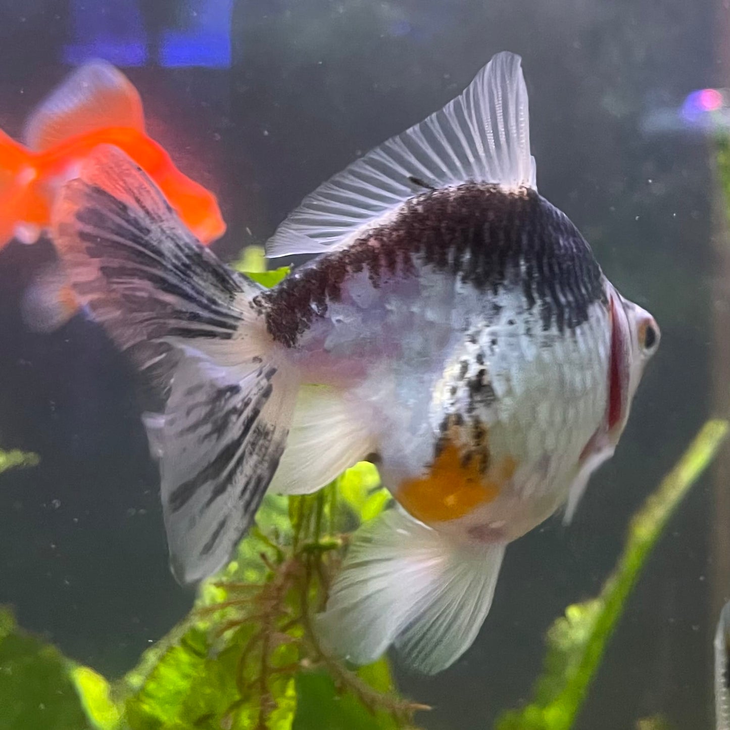 the-fish-farm Goldfish 9cm Ryukin Goldfish - one only - 2 Buy Calico Ryukin Goldfish from The Fish Farm Australia
