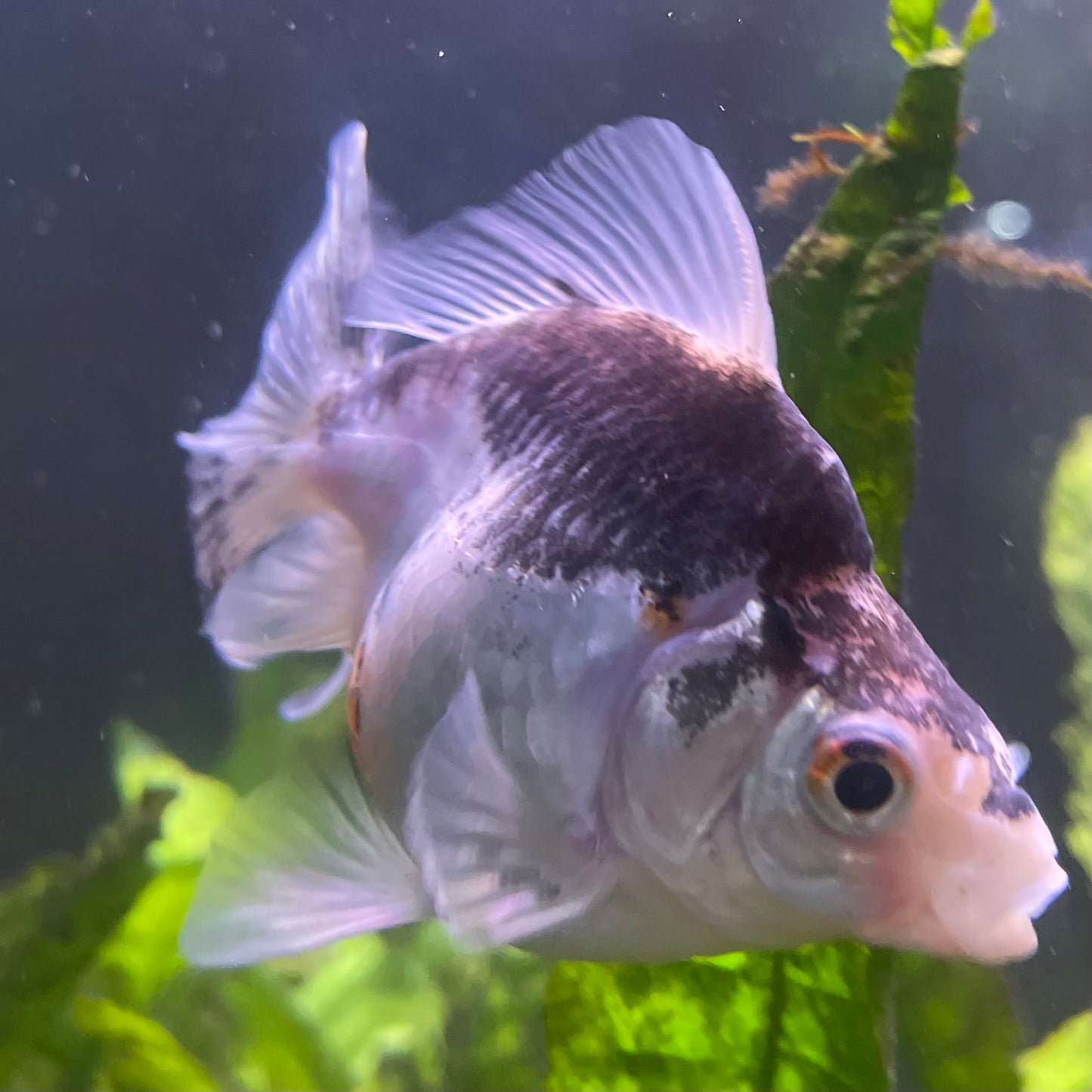 the-fish-farm Goldfish 9cm Ryukin Goldfish - one only - 2 Buy Calico Ryukin Goldfish from The Fish Farm Australia