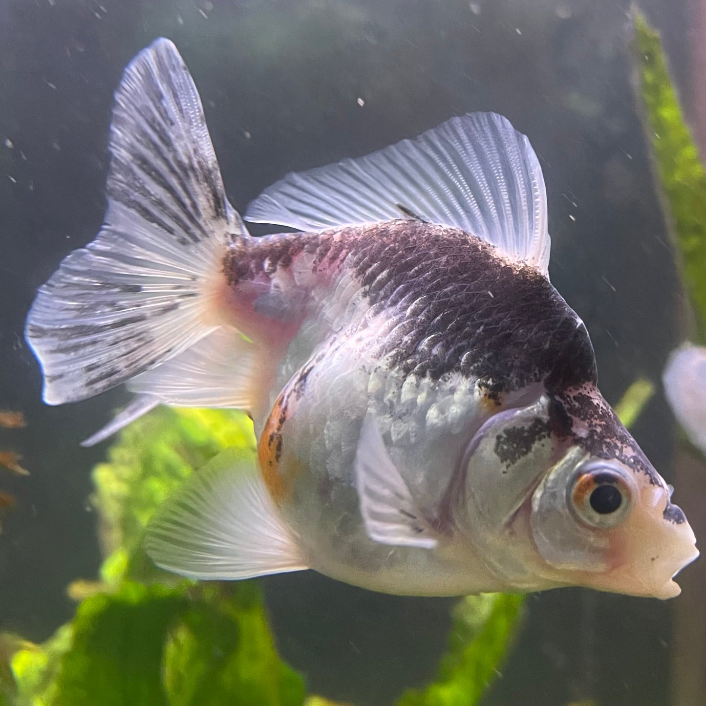 the-fish-farm Goldfish 9cm Ryukin Goldfish - one only - 2 Buy Calico Ryukin Goldfish from The Fish Farm Australia