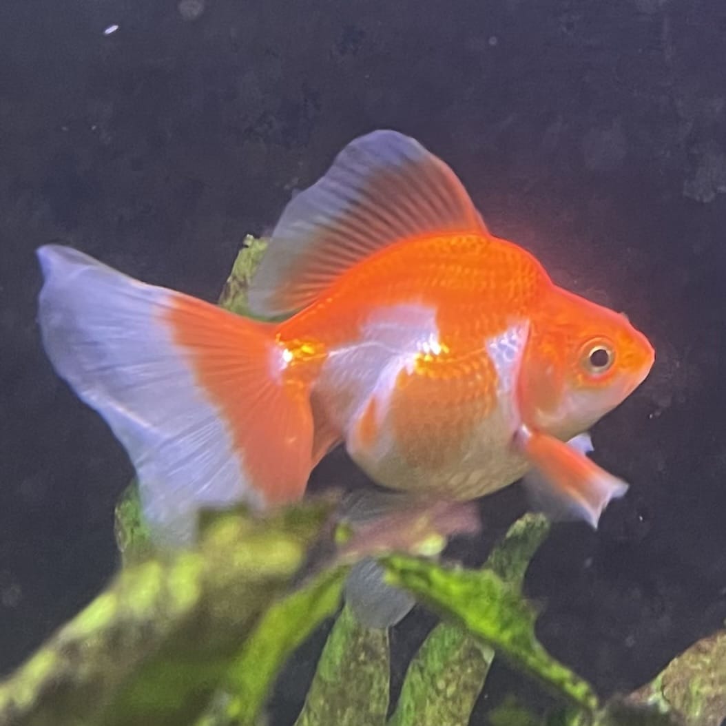 the-fish-farm Goldfish 9cm Ryukin Goldfish - Red & White one only - 2 Red & White Ryukin Goldfish - The Fish Farm