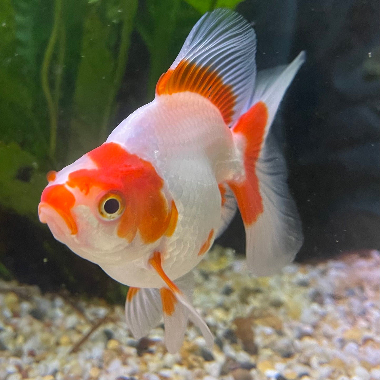 the-fish-farm Goldfish 9cm Ryukin Goldfish - Red & White one only - 3 Red & White Ryukin Goldfish - The Fish Farm