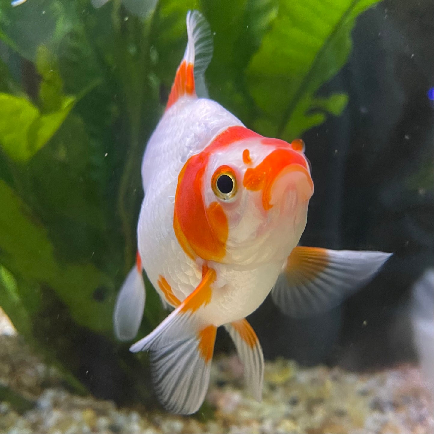 the-fish-farm Goldfish 9cm Ryukin Goldfish - Red & White one only - 3 Red & White Ryukin Goldfish - The Fish Farm