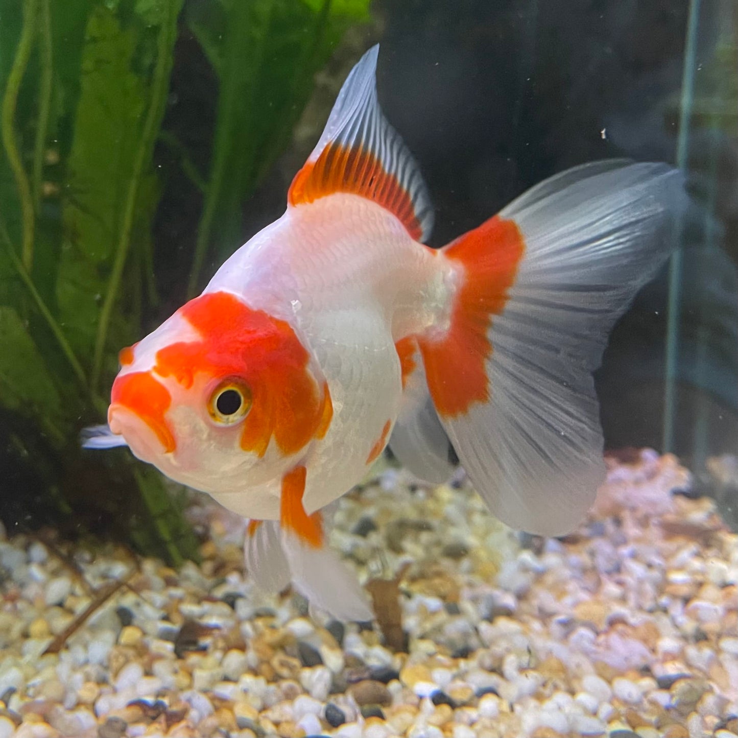 the-fish-farm Goldfish 9cm Ryukin Goldfish - Red & White one only - 3 Red & White Ryukin Goldfish - The Fish Farm