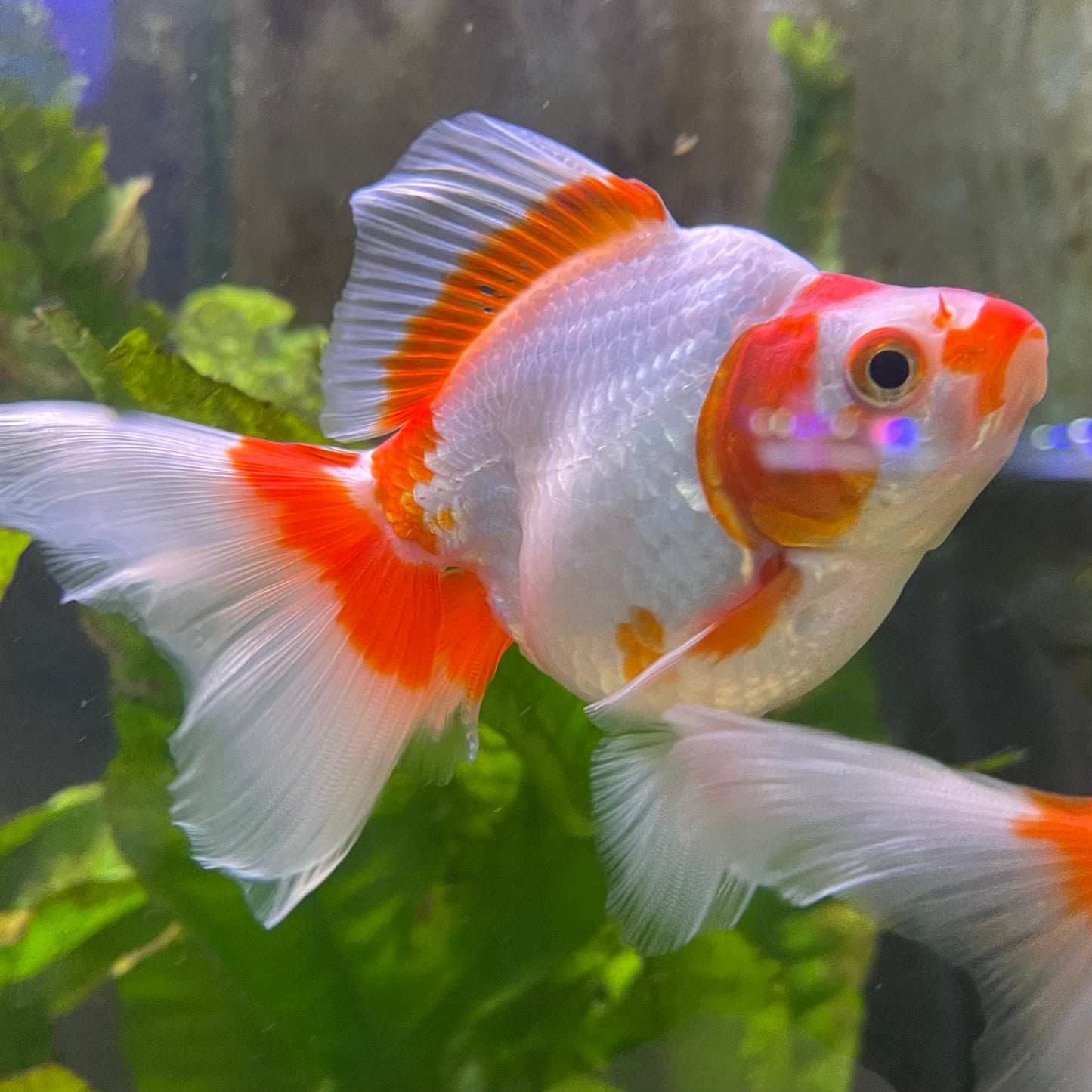 the-fish-farm Goldfish 9cm Ryukin Goldfish - Red & White one only - 3 Red & White Ryukin Goldfish - The Fish Farm