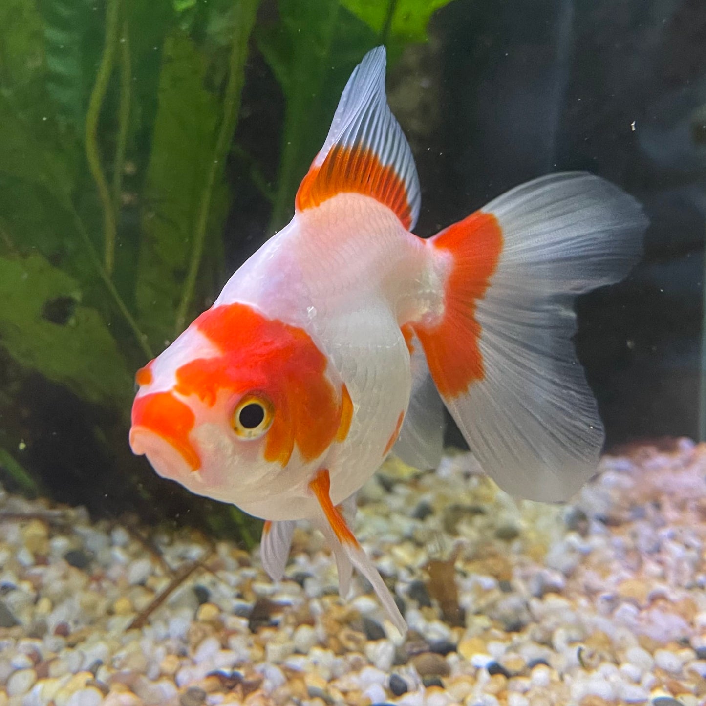 the-fish-farm Goldfish 9cm Ryukin Goldfish - Red & White one only - 3 Red & White Ryukin Goldfish - The Fish Farm